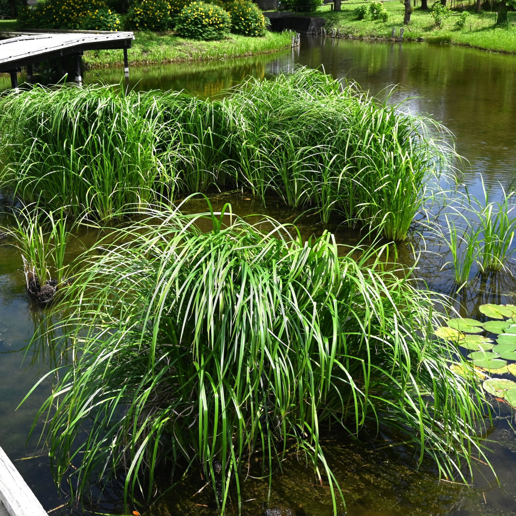 Green aquatic plants in a pond with a wooden dock in the background