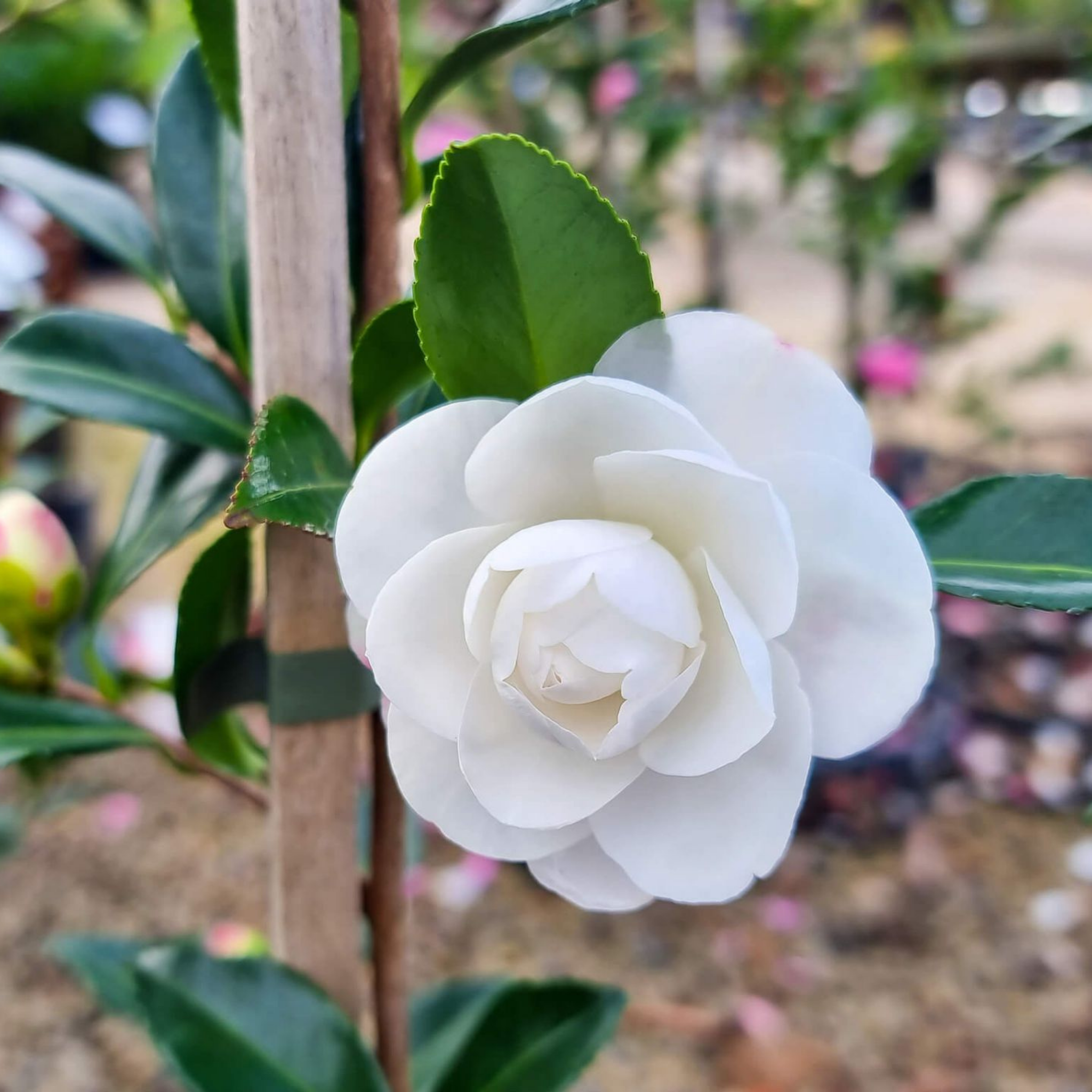 Camellia Early Pearly - Camellia sasanqua Early Pearly