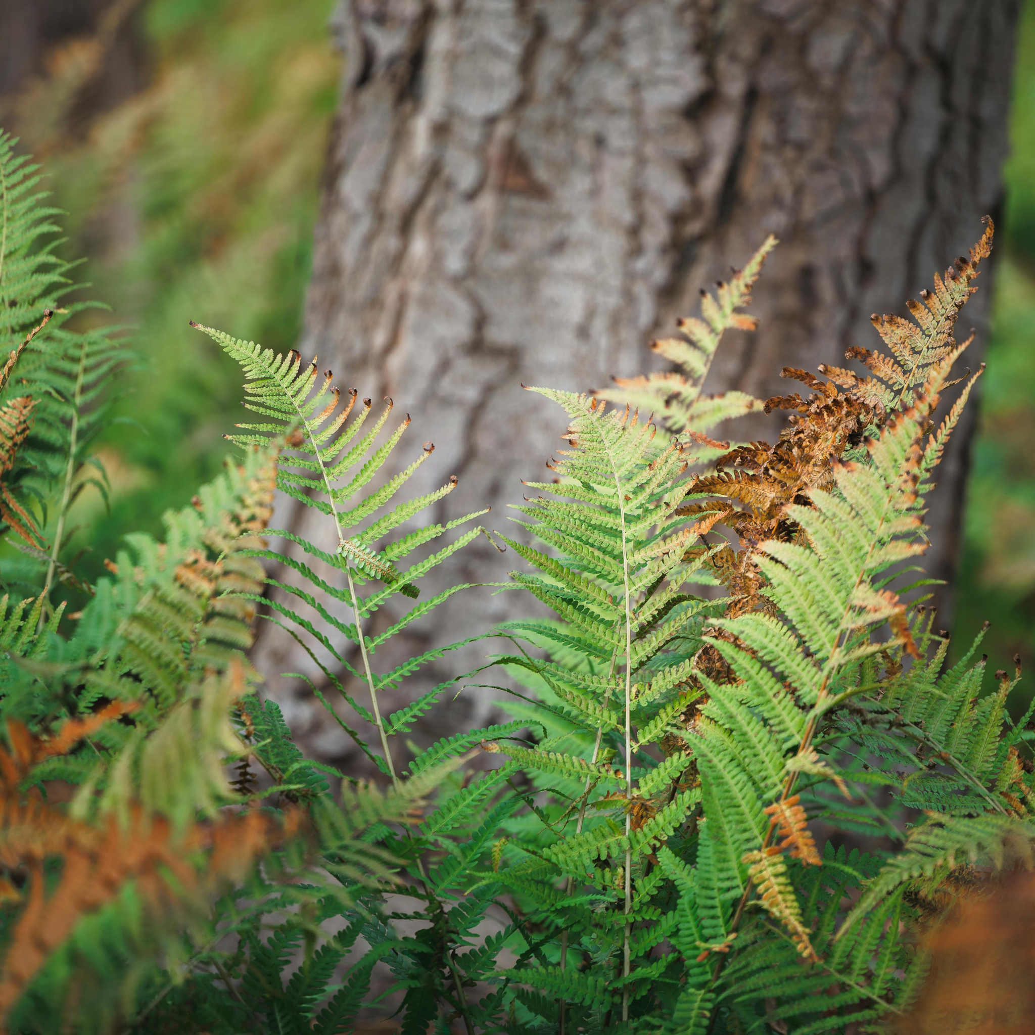 Silver Hare's Foot Fern - Humata tyermanii