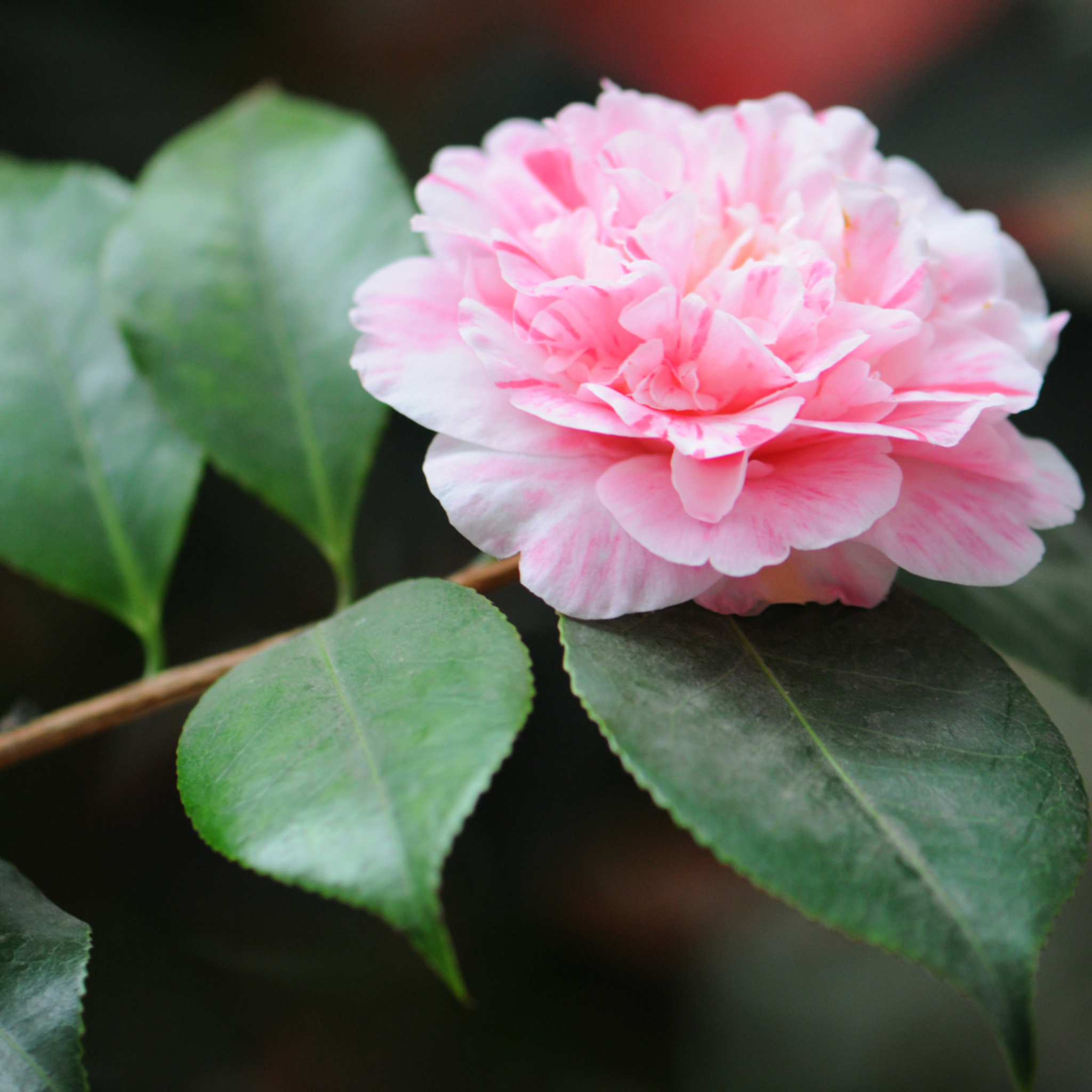 Camellia japonica Assorted