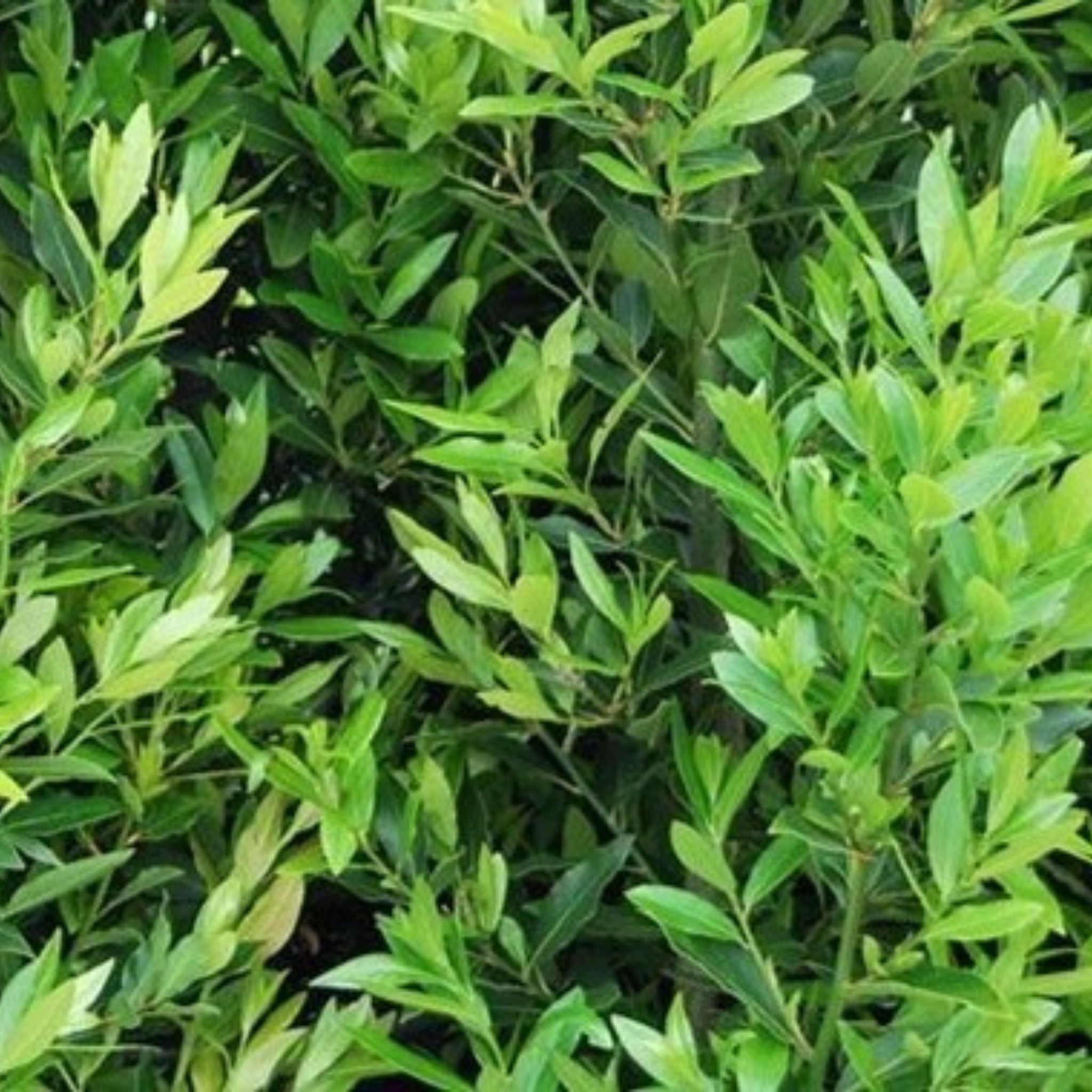 Bay Laurel 'Miles Choice' - Laurus nobilis Miles Choice