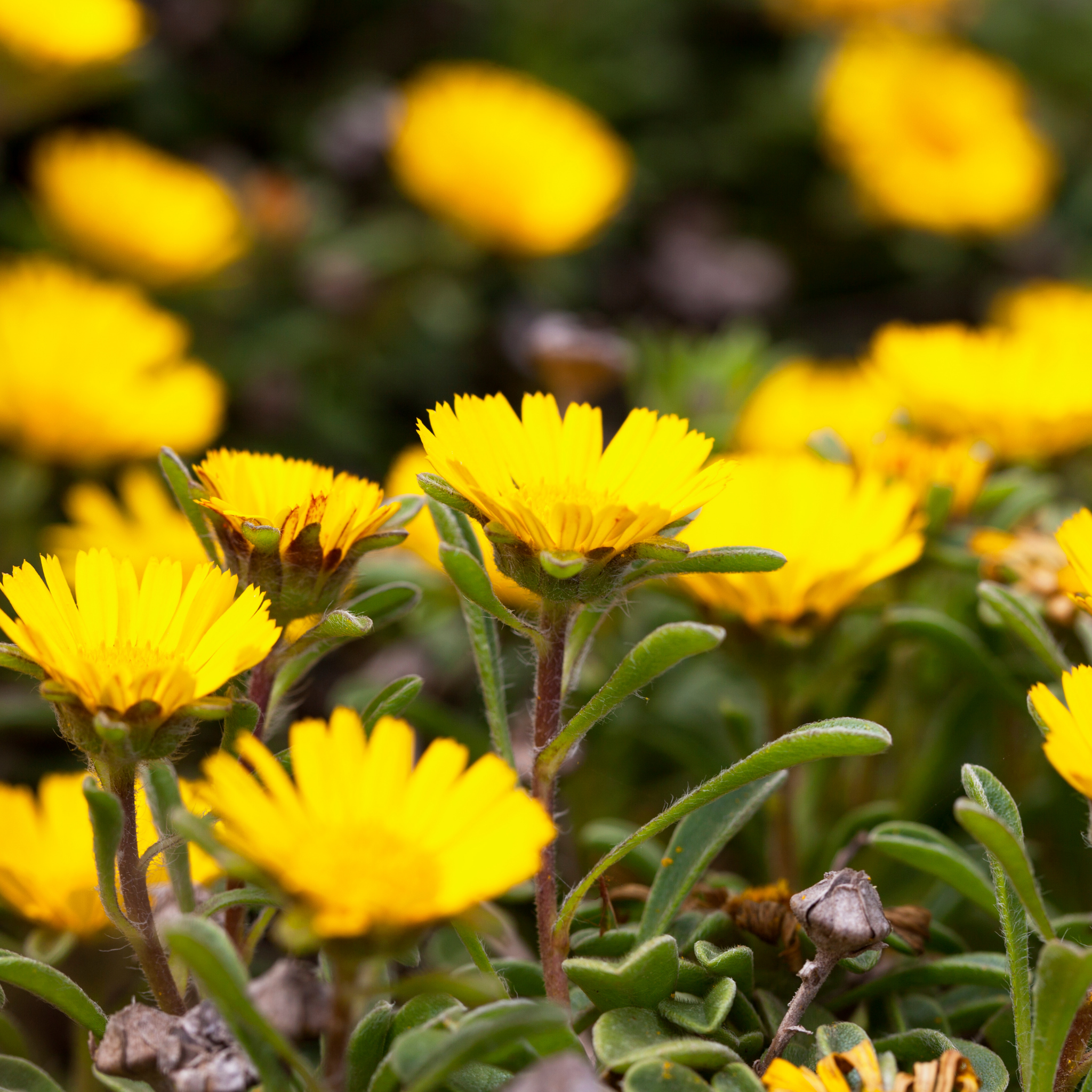Sea Daisy Teris Yellow - Asteriscus maritimus 'Teris Yellow'