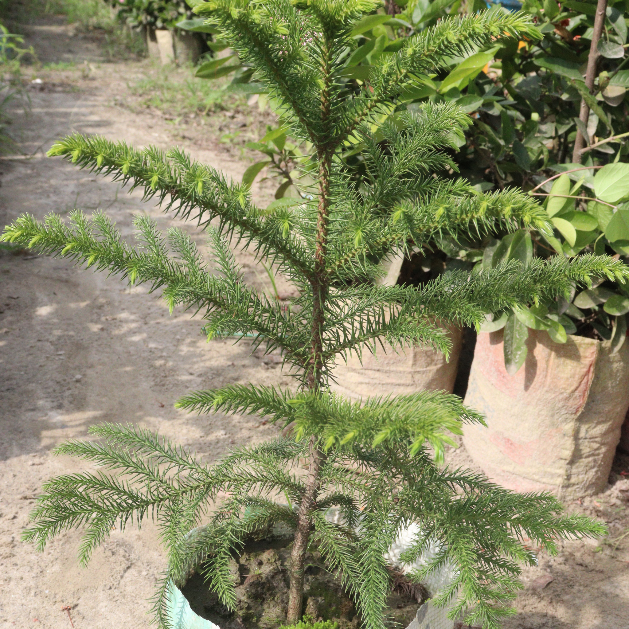 Hawaiian Norfolk Island Pine - Araucaria heterophylla