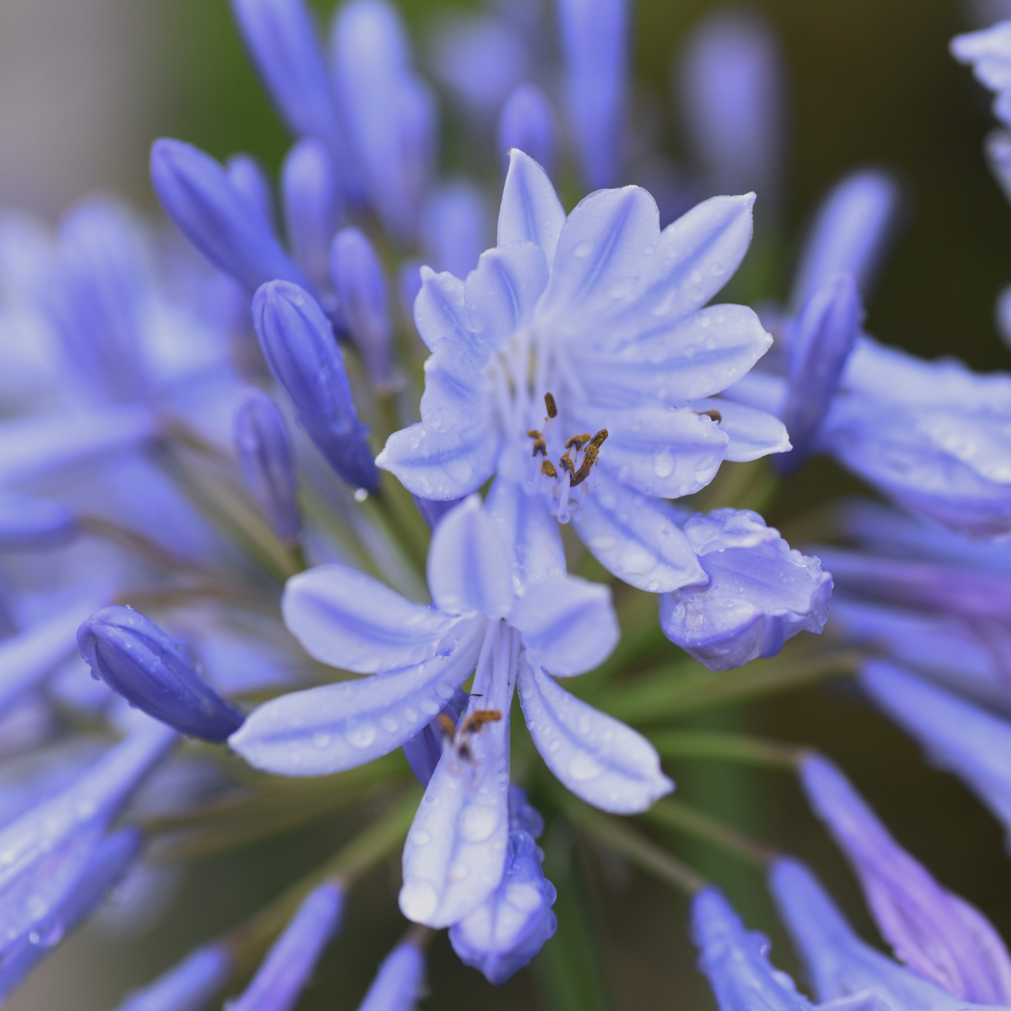 Hardy Blue Agapanthus praecox ‘Double Delight’ - Lily of the Nile, African Lily