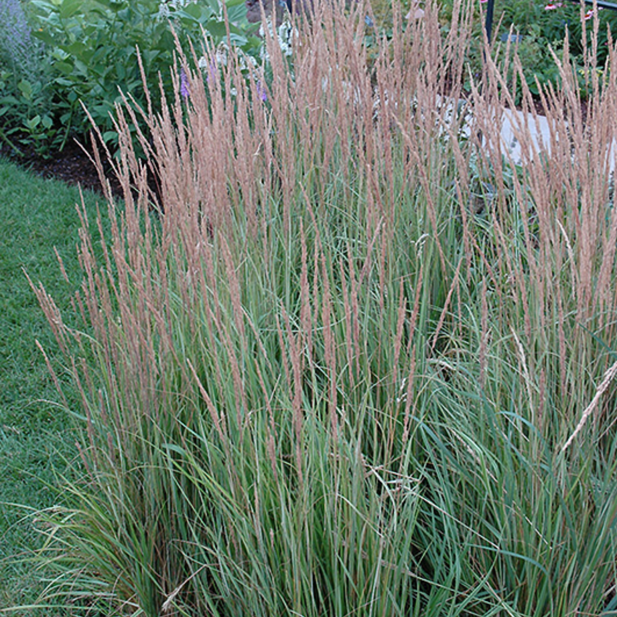 Tall grasses with purple seed heads in a garden setting