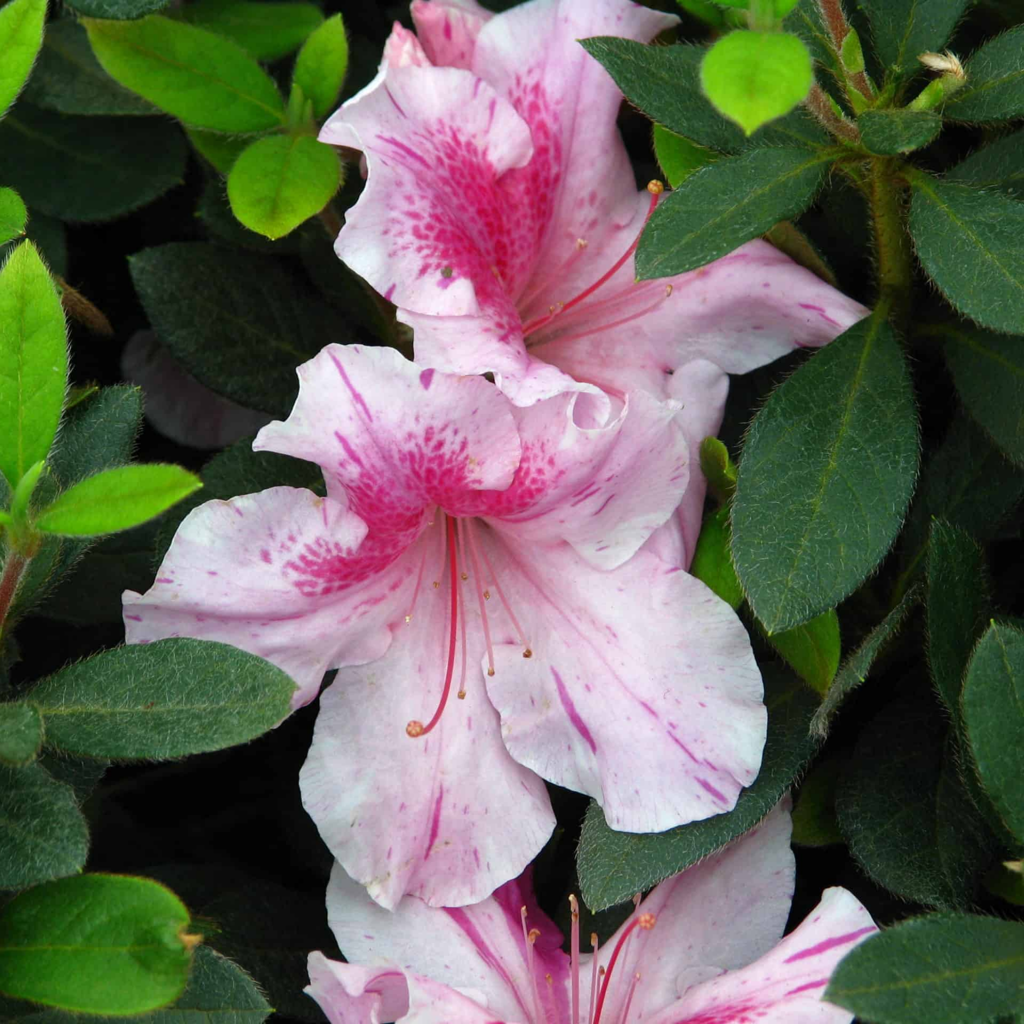 Close-up of pink flowers with green leaves