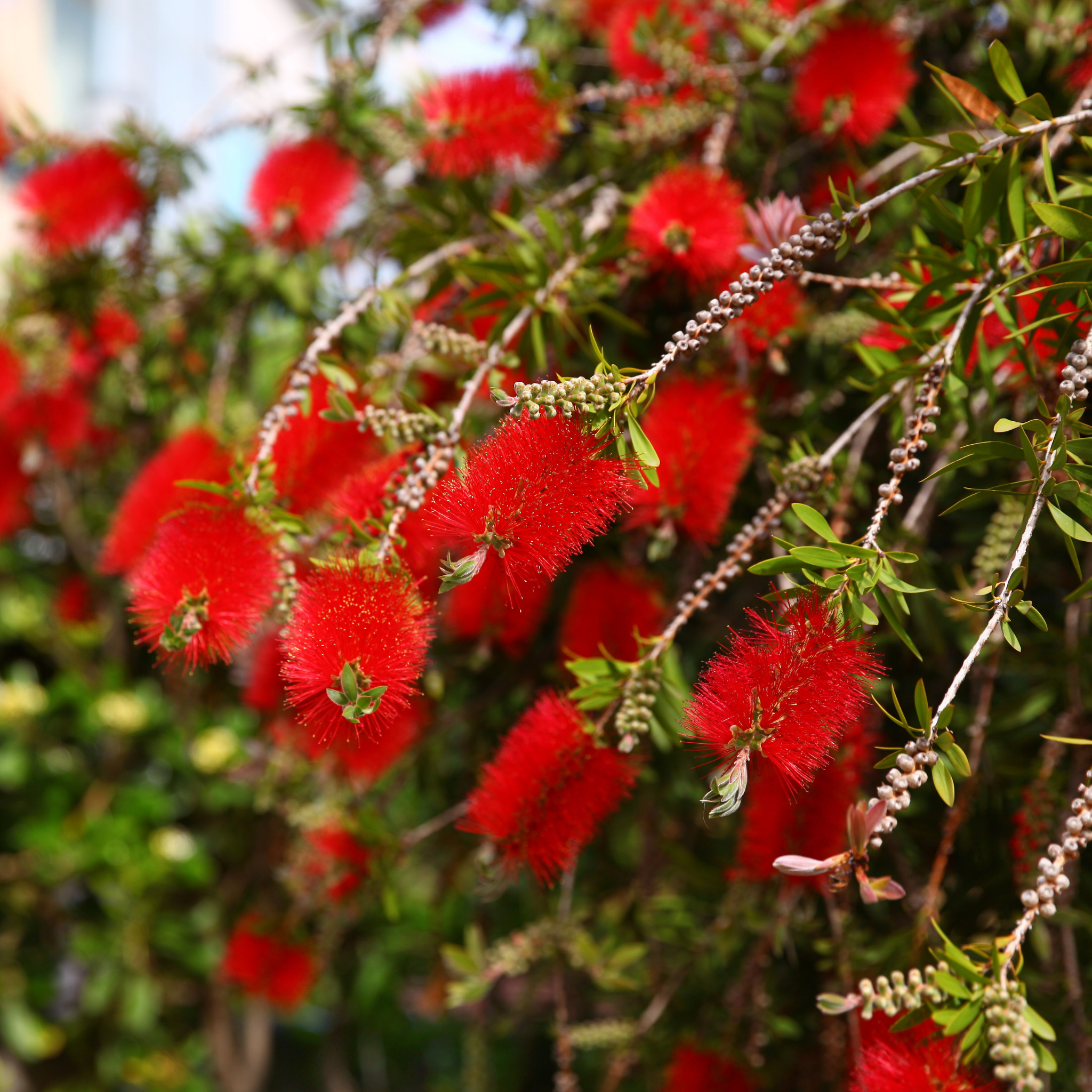 Weeping Bottlebrush - Callistemon viminalis 'Dawson River Weeper'