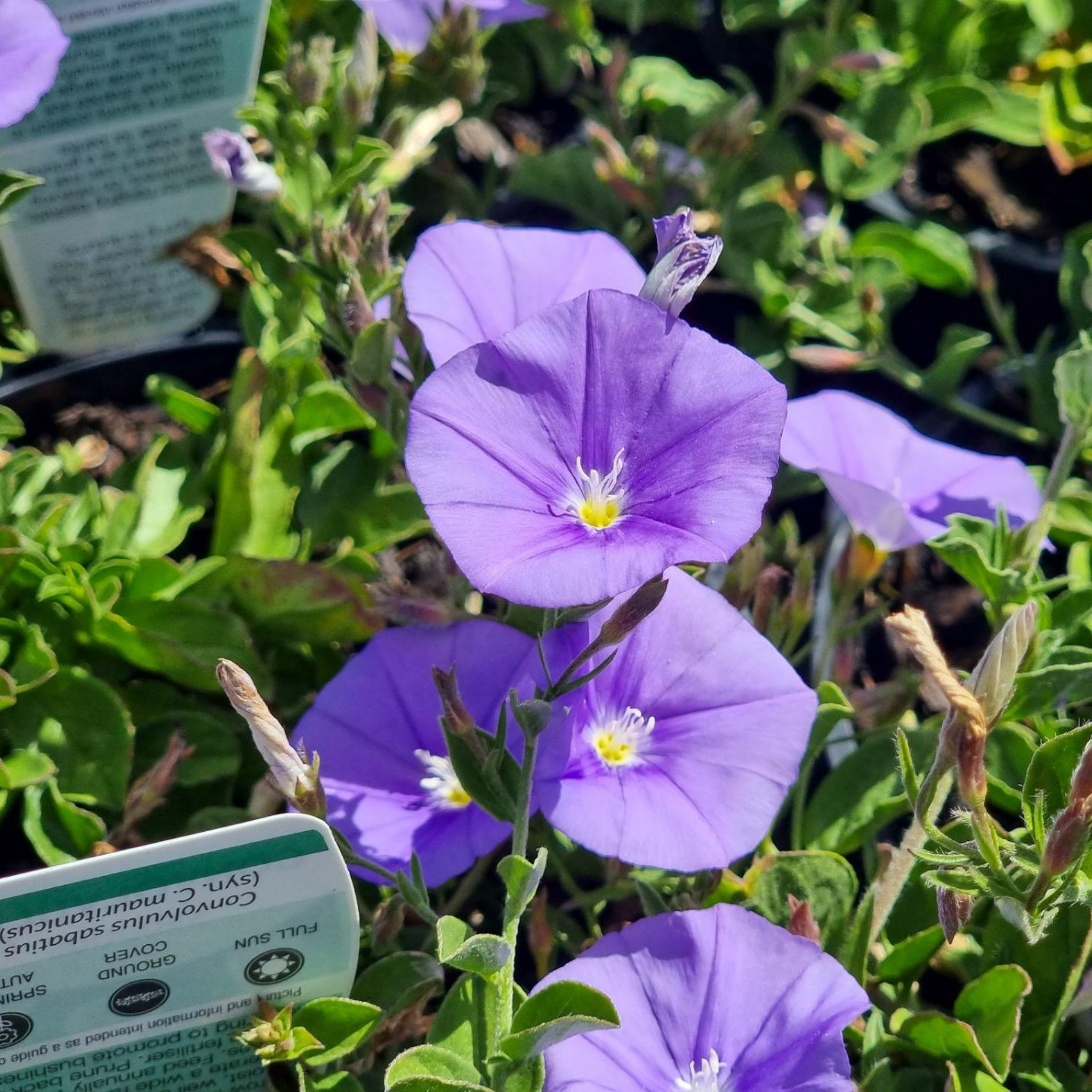 Blue Morning Glory - Convolvulus sabatius