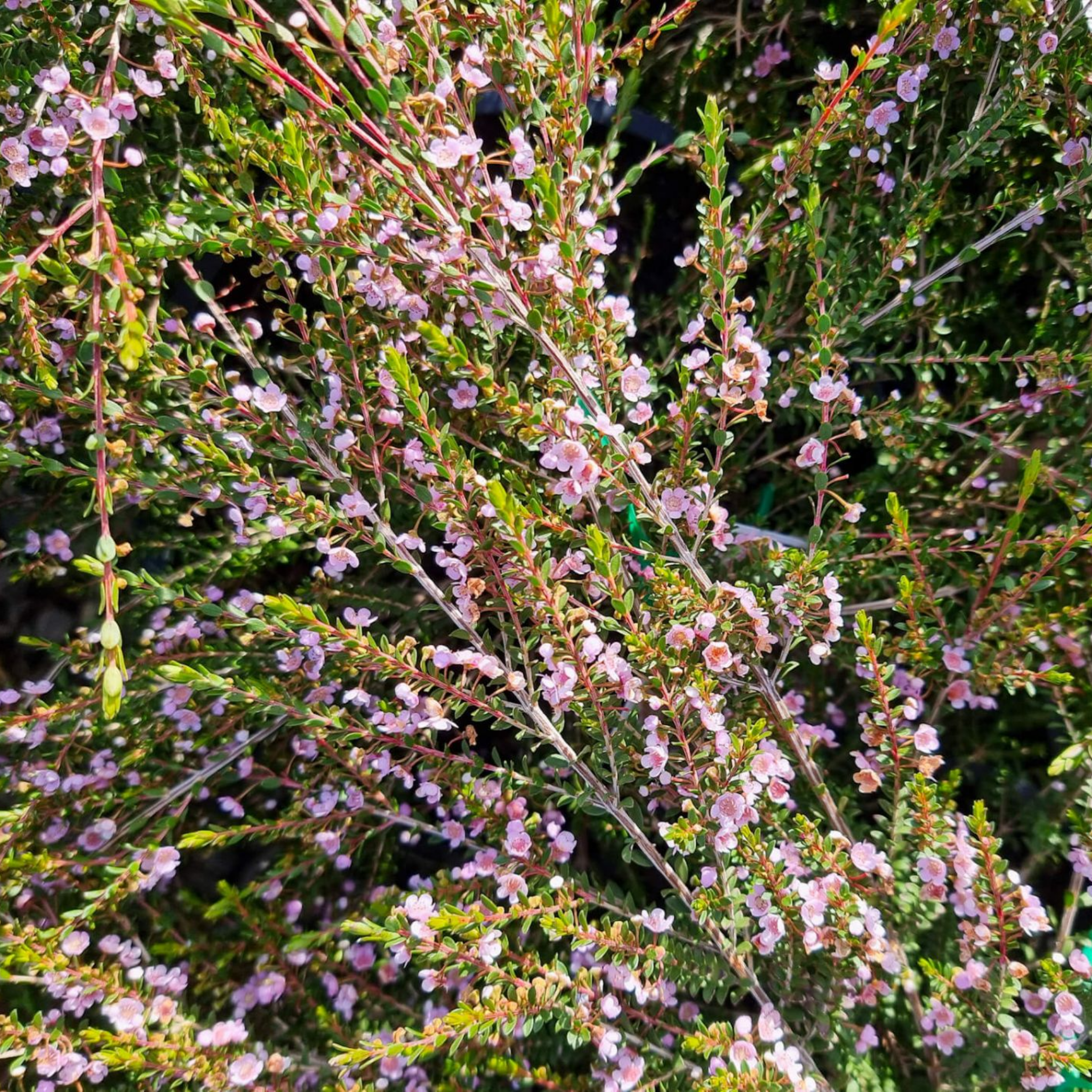 Rock Thryptomene - Thryptomene saxicola F C Payne
