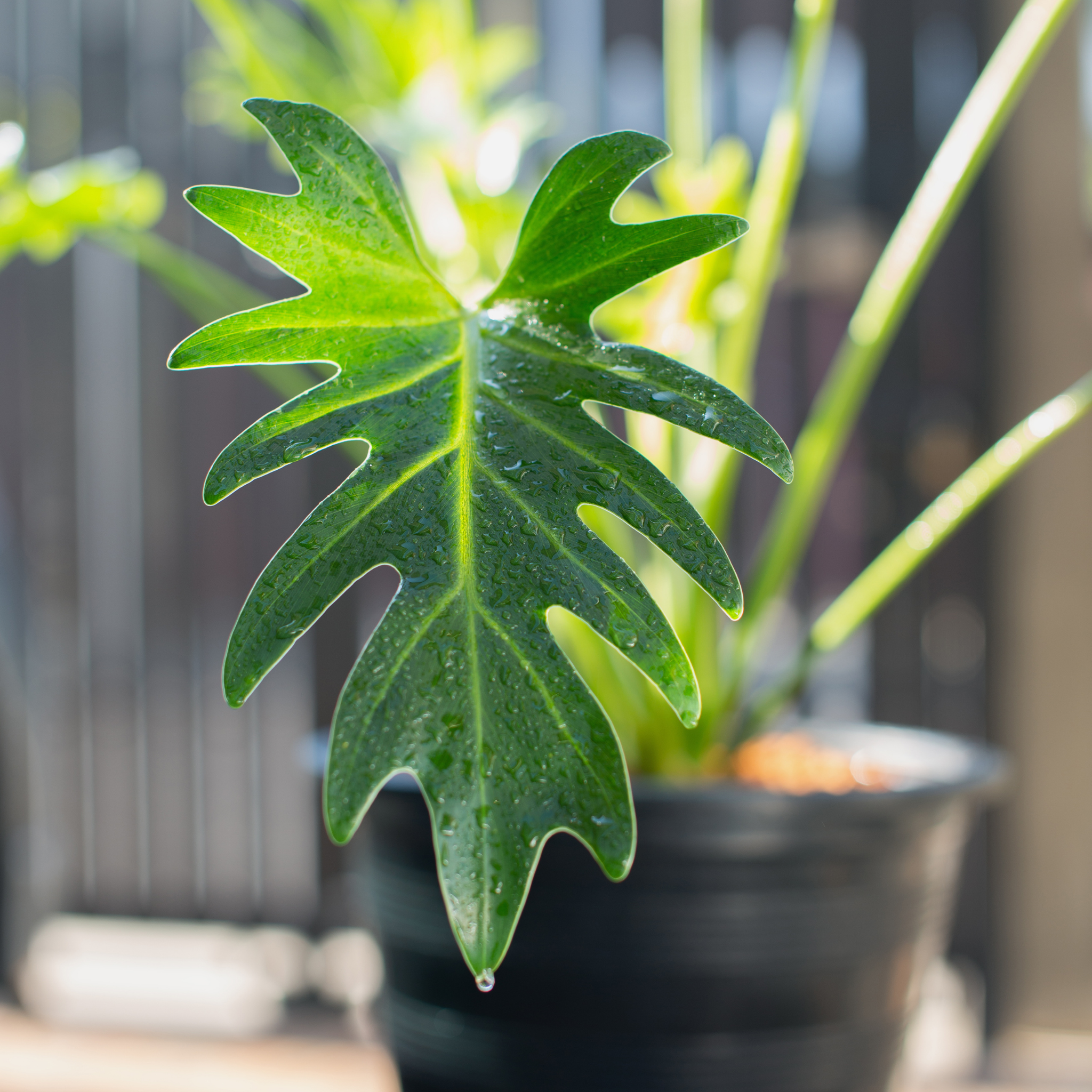 Xanadu Philodendron - Philodendron Xanadu