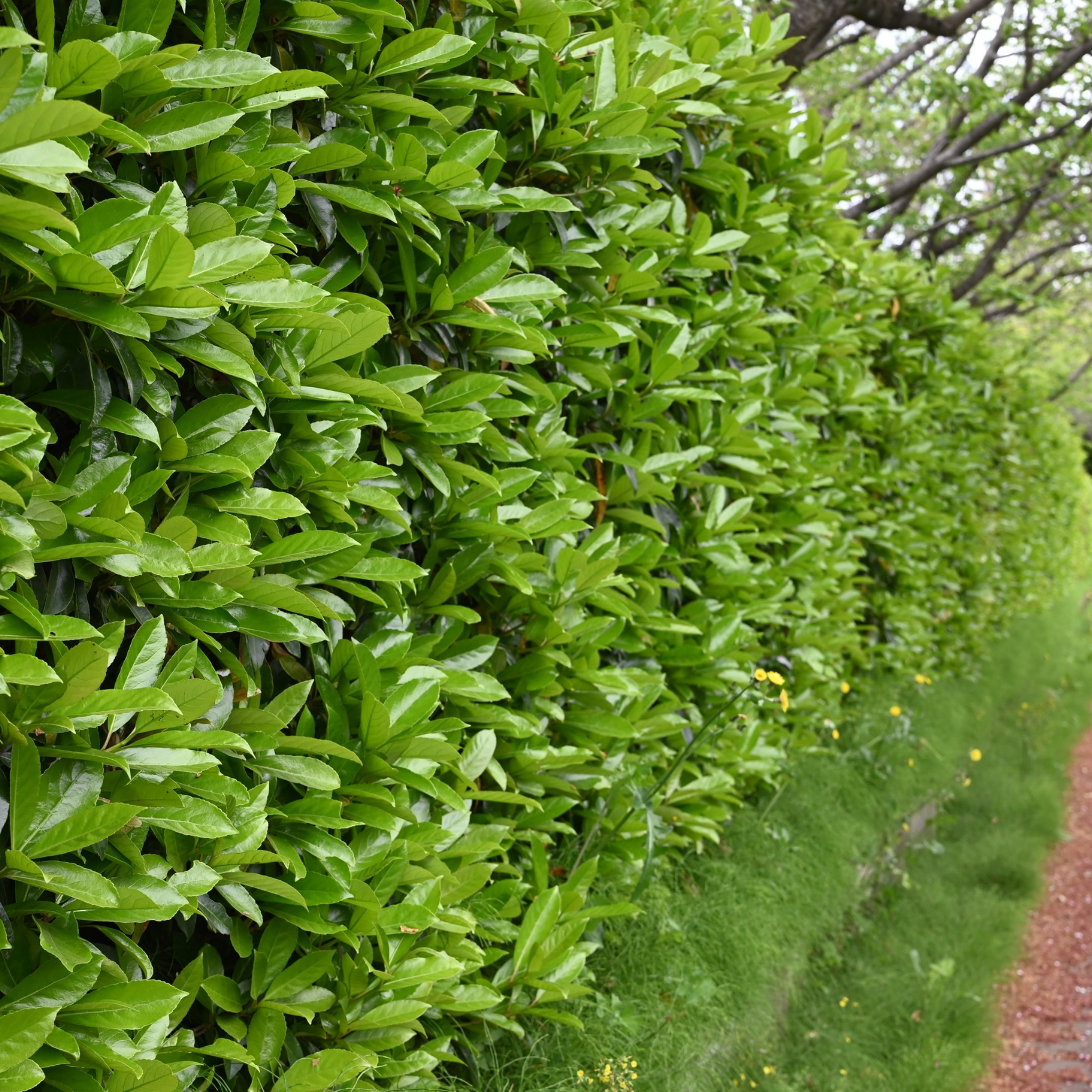 Row of green hedges lining a path with grass and trees in the background