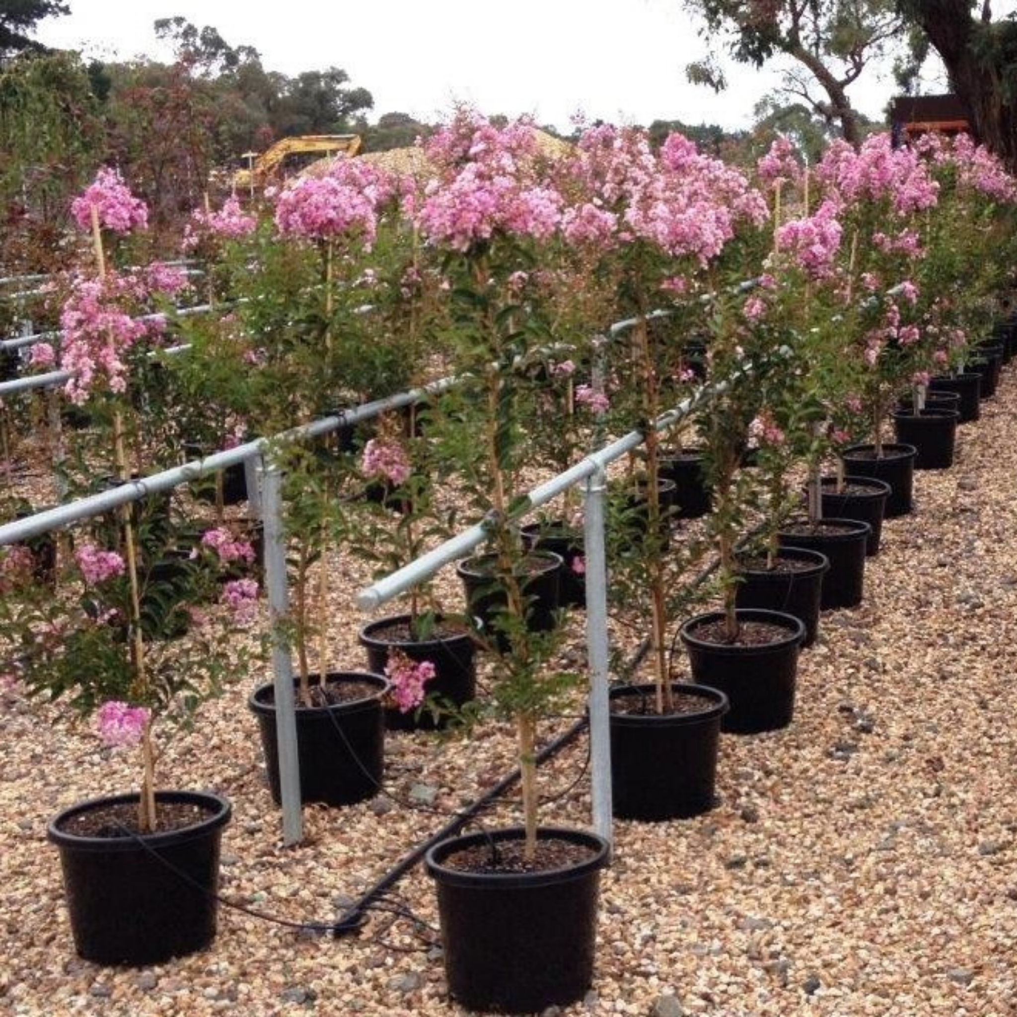 Purple Crepe Myrtle - Lagerstroemia indica fauriei Lipan