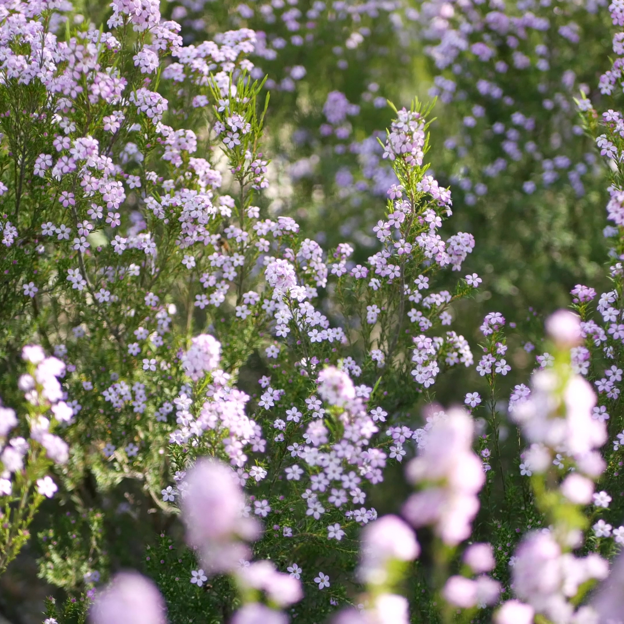 Dwarf Diosma - Coleonema pulchellum Compacta
