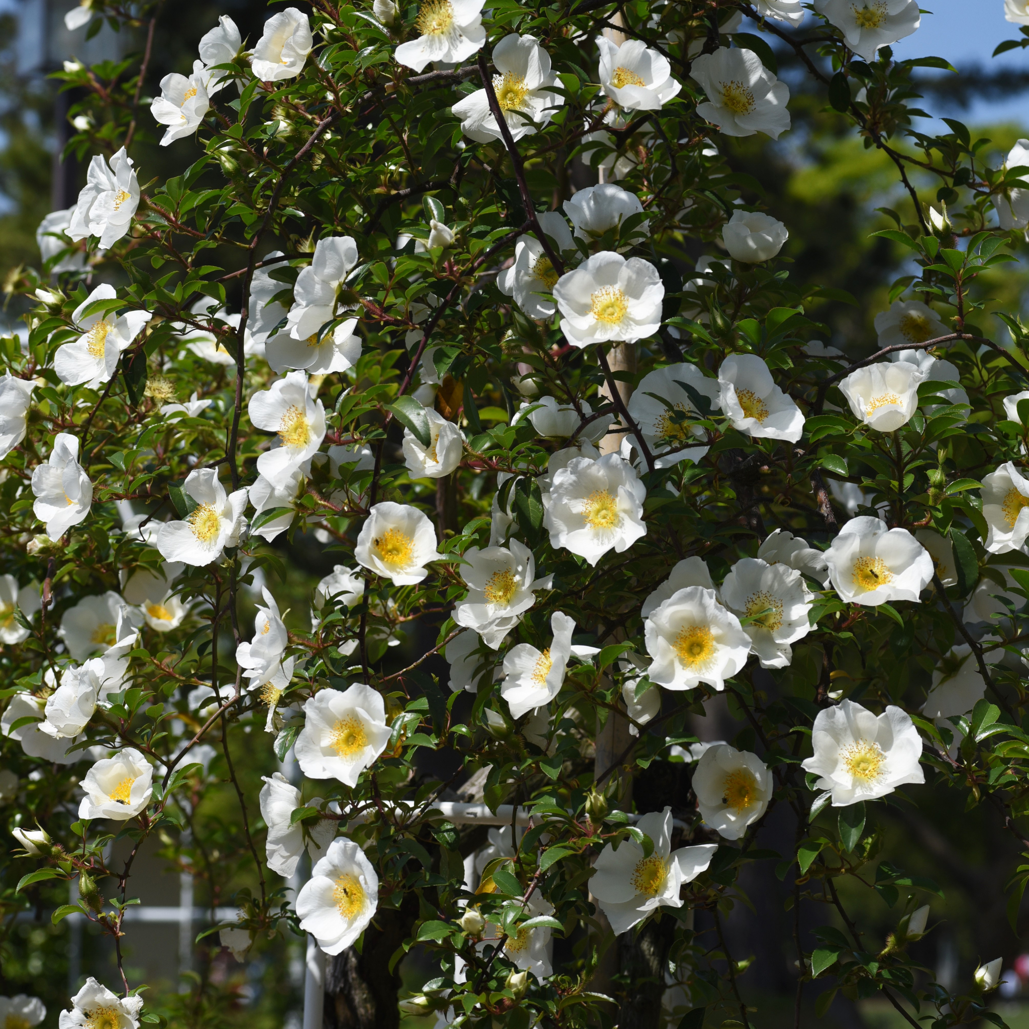 Camellia Setsugekka - Camellia sasanqua 'Setsugekka'