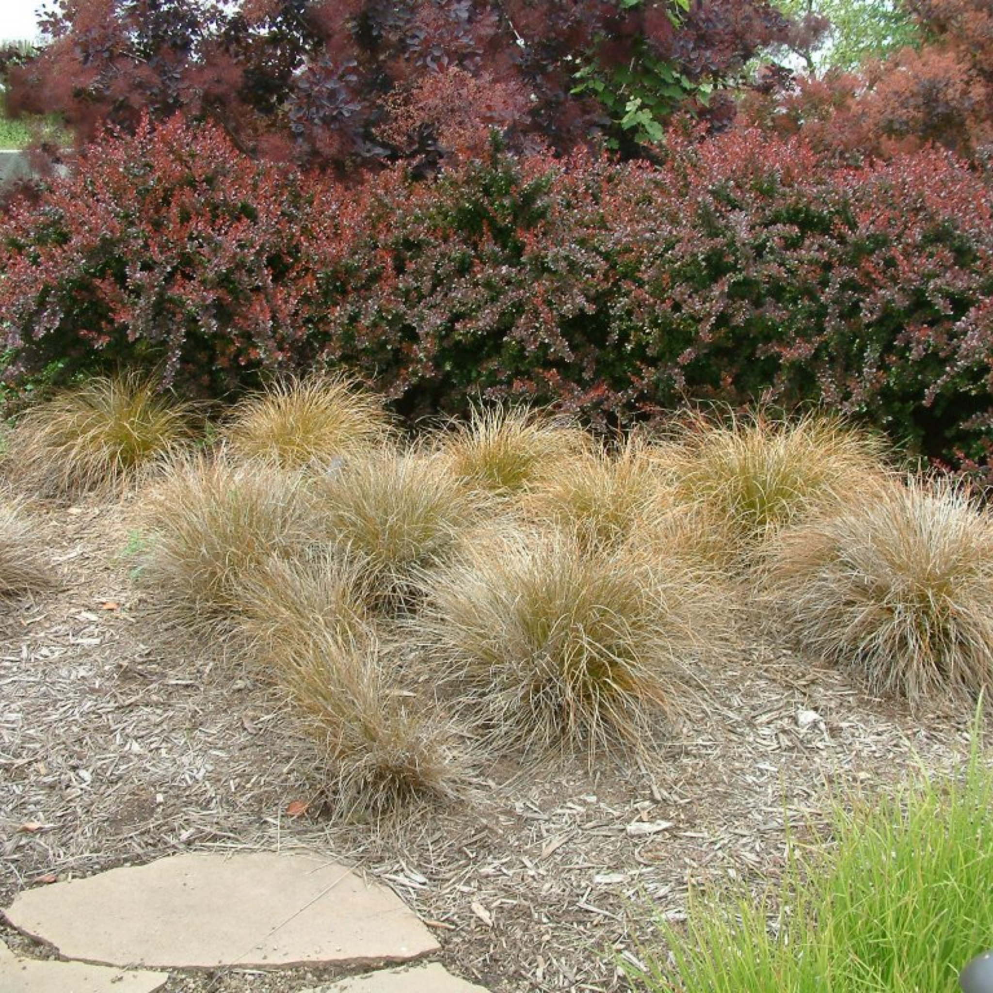 Garden scene with ornamental grasses and a bush with pink and purple foliage.
