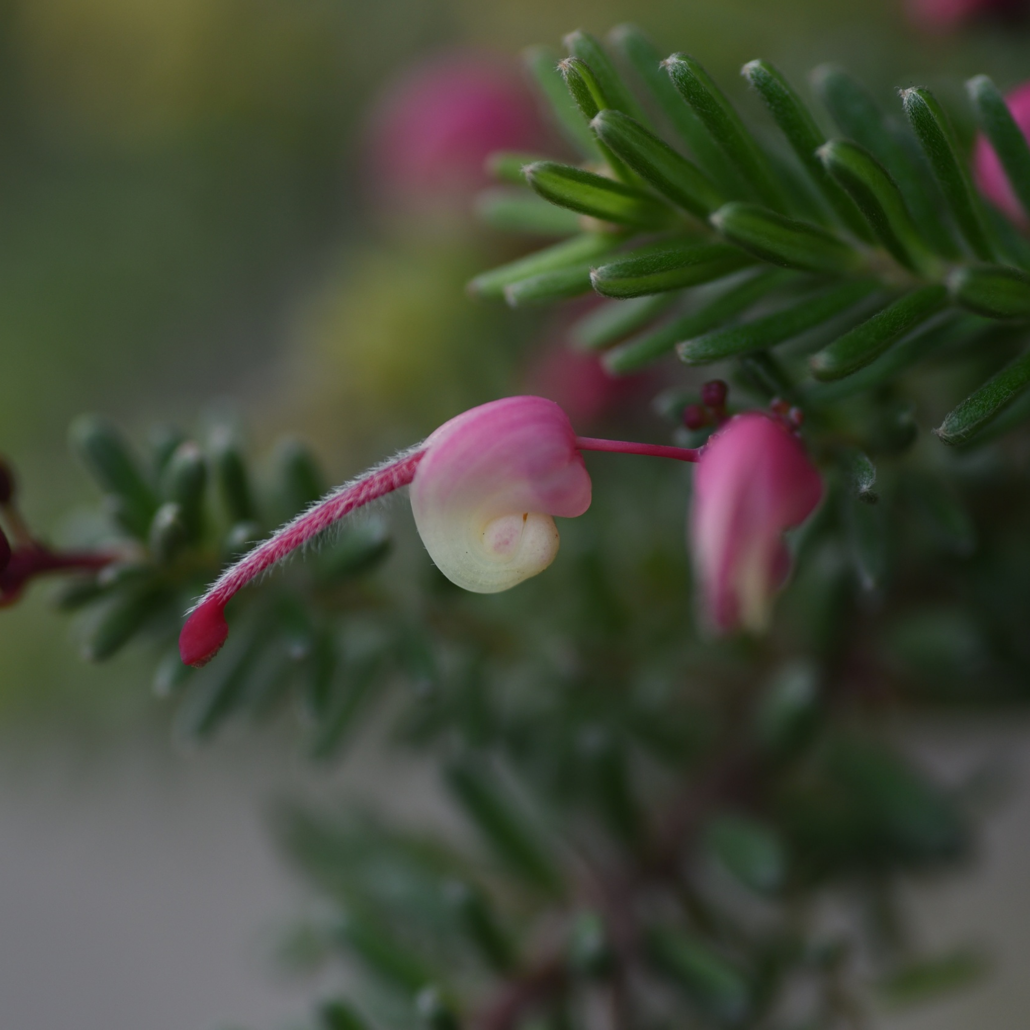 Tuckers Dwarf Spider Flower - Grevillea hybrida Tuckers Dwarf