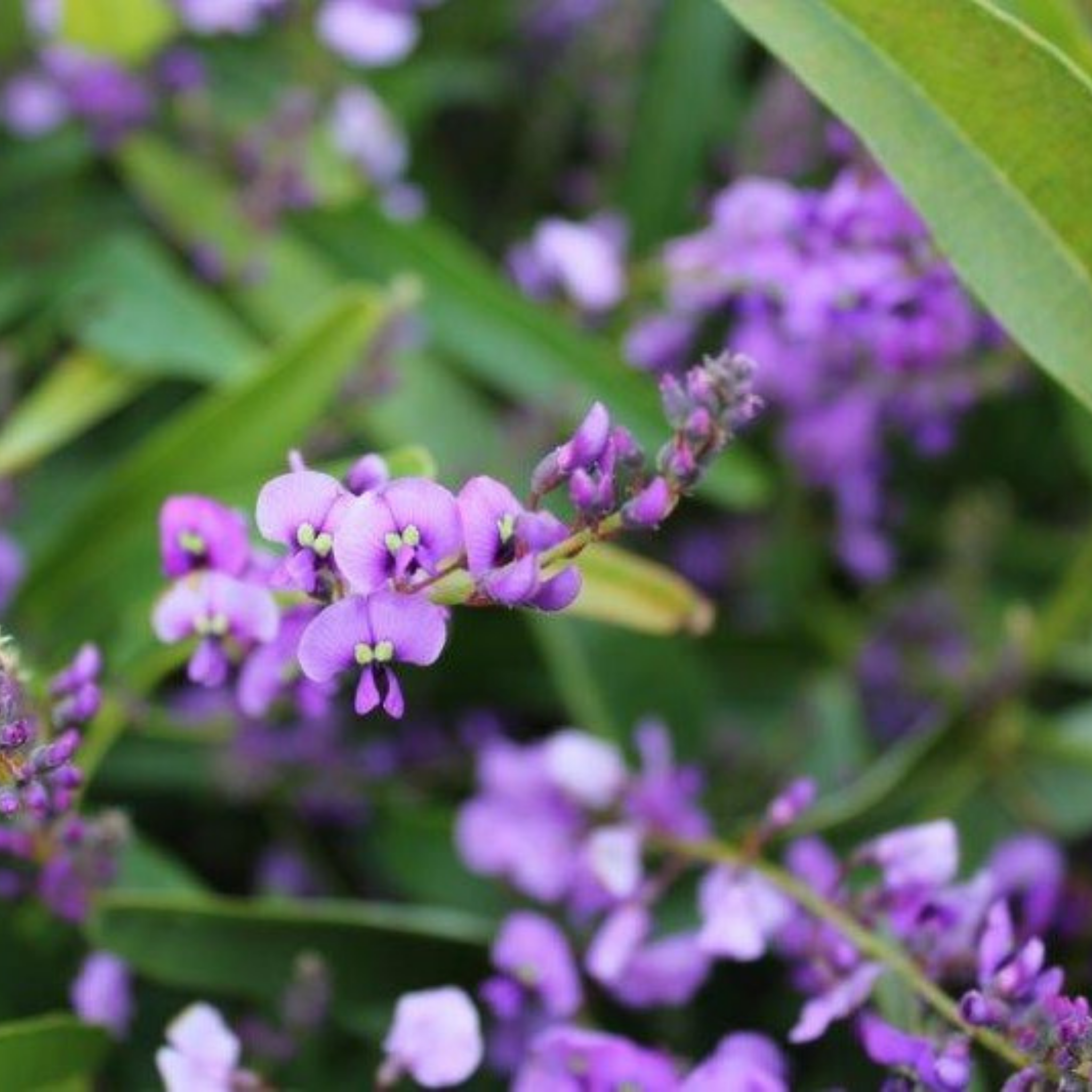 Happy Wanderer Purple Coral Pea - Hardenbergia violacea Meema