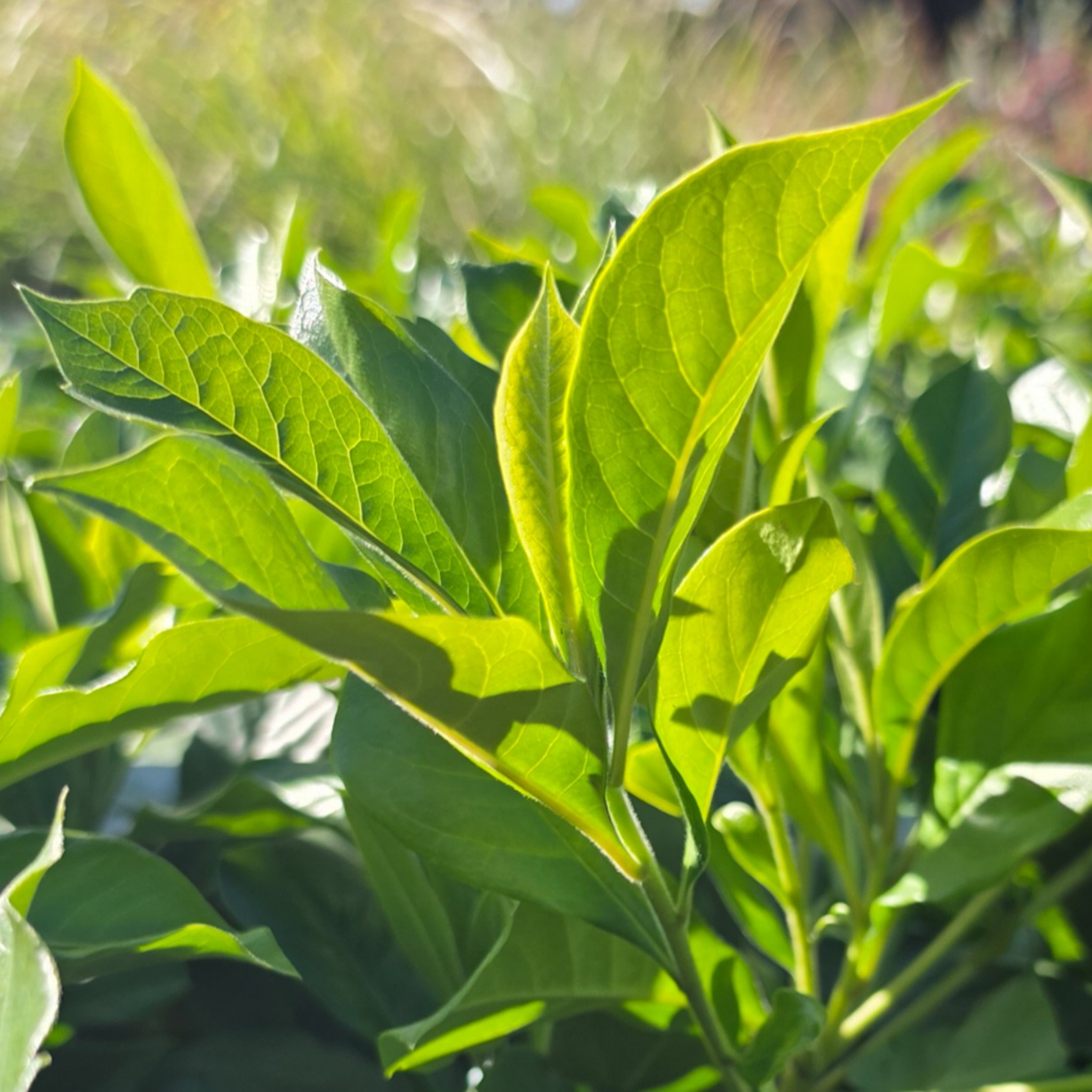 Dwarf Native Frangipani - Hymenosporum flavum 'Gold Nugget'
