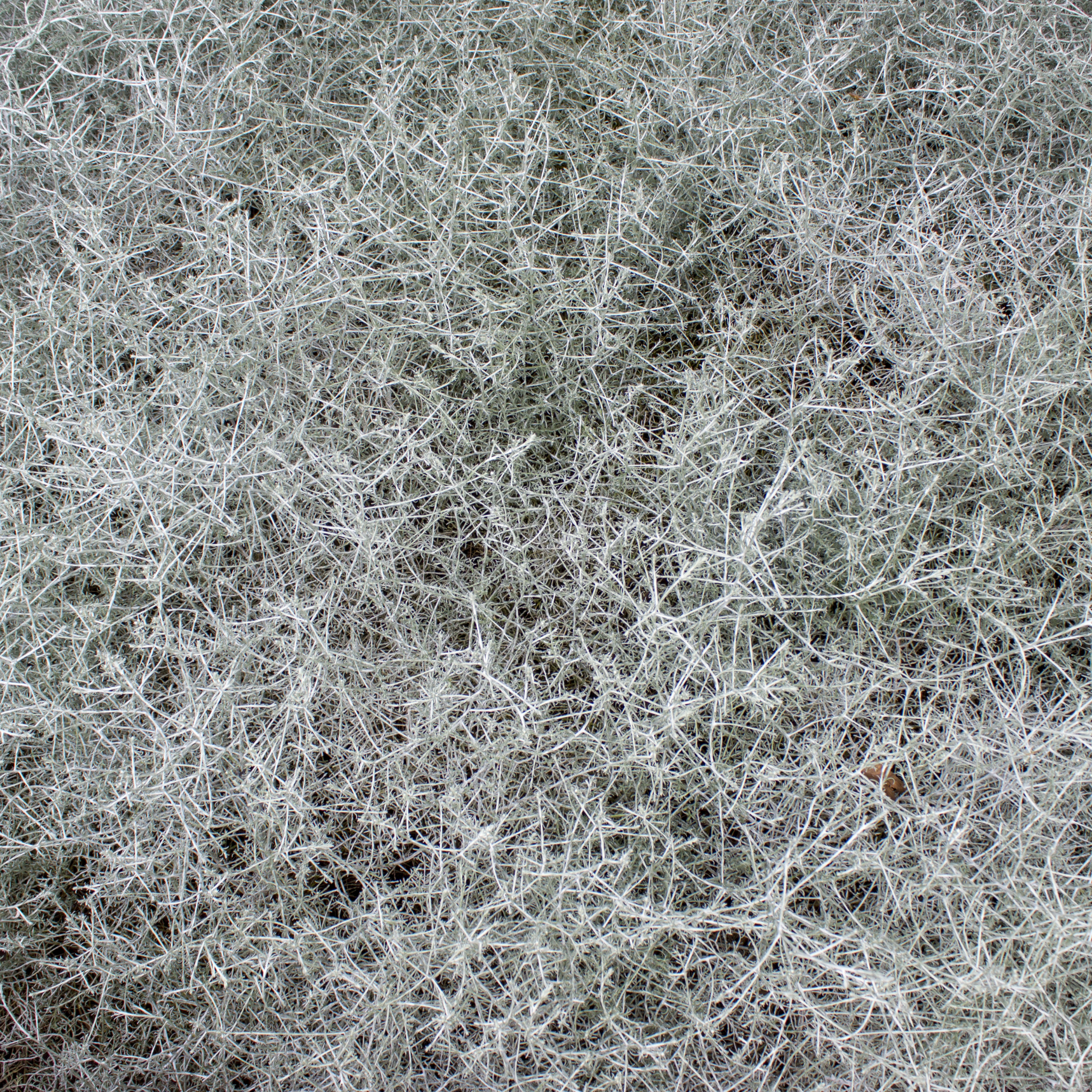 Cushion Bush Sliver Nugget - Leucophyta brownii Silver Nugget