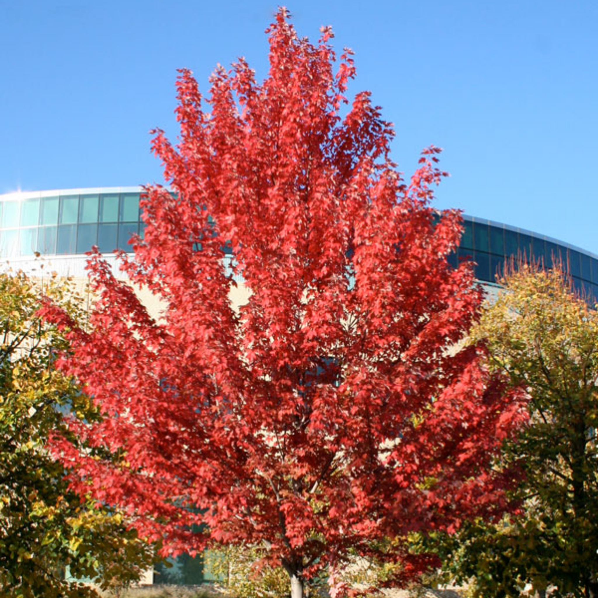 Tree with vibrant red leaves in front of a building with a blue sky.