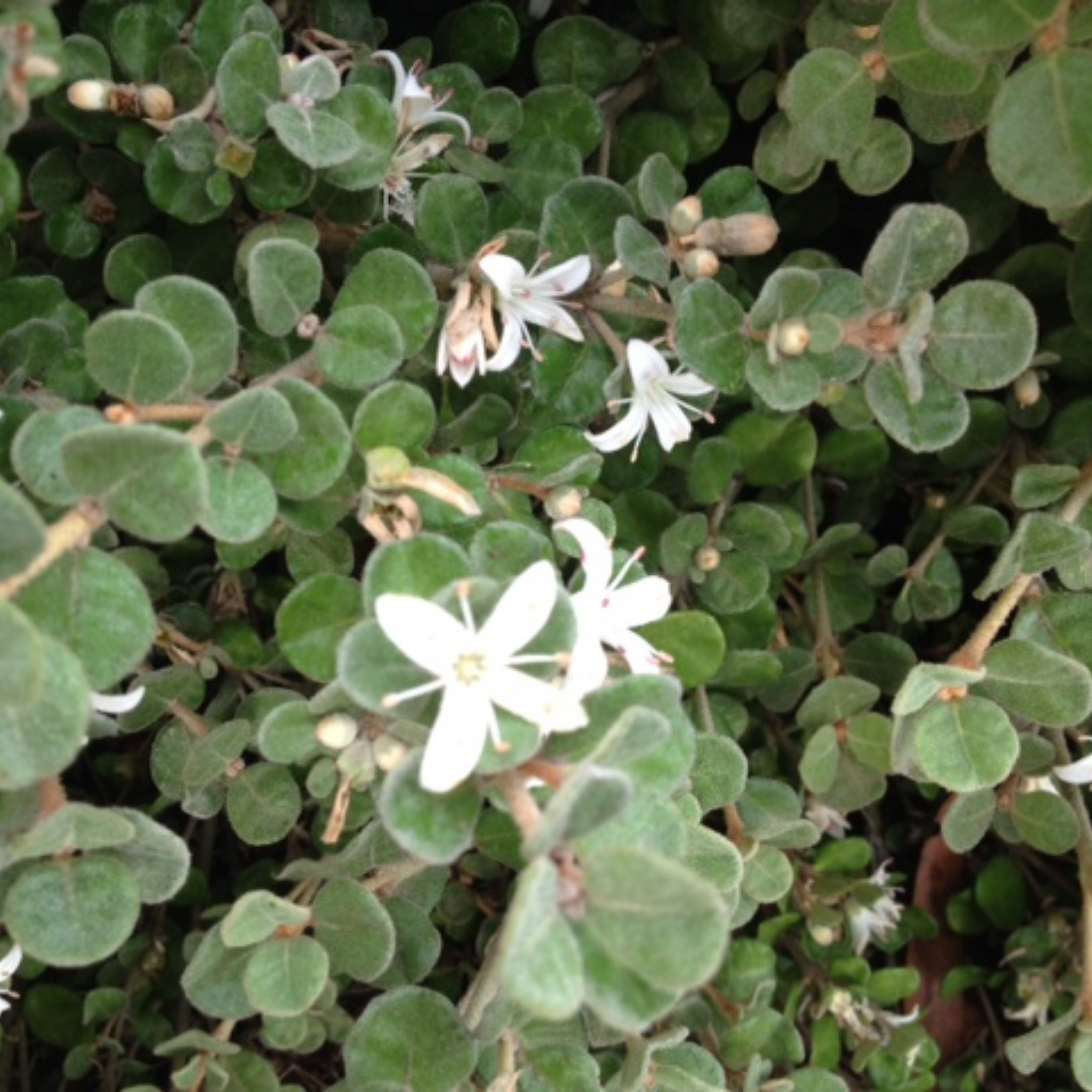 Compact White Correa - Correa alba 'Compacta'