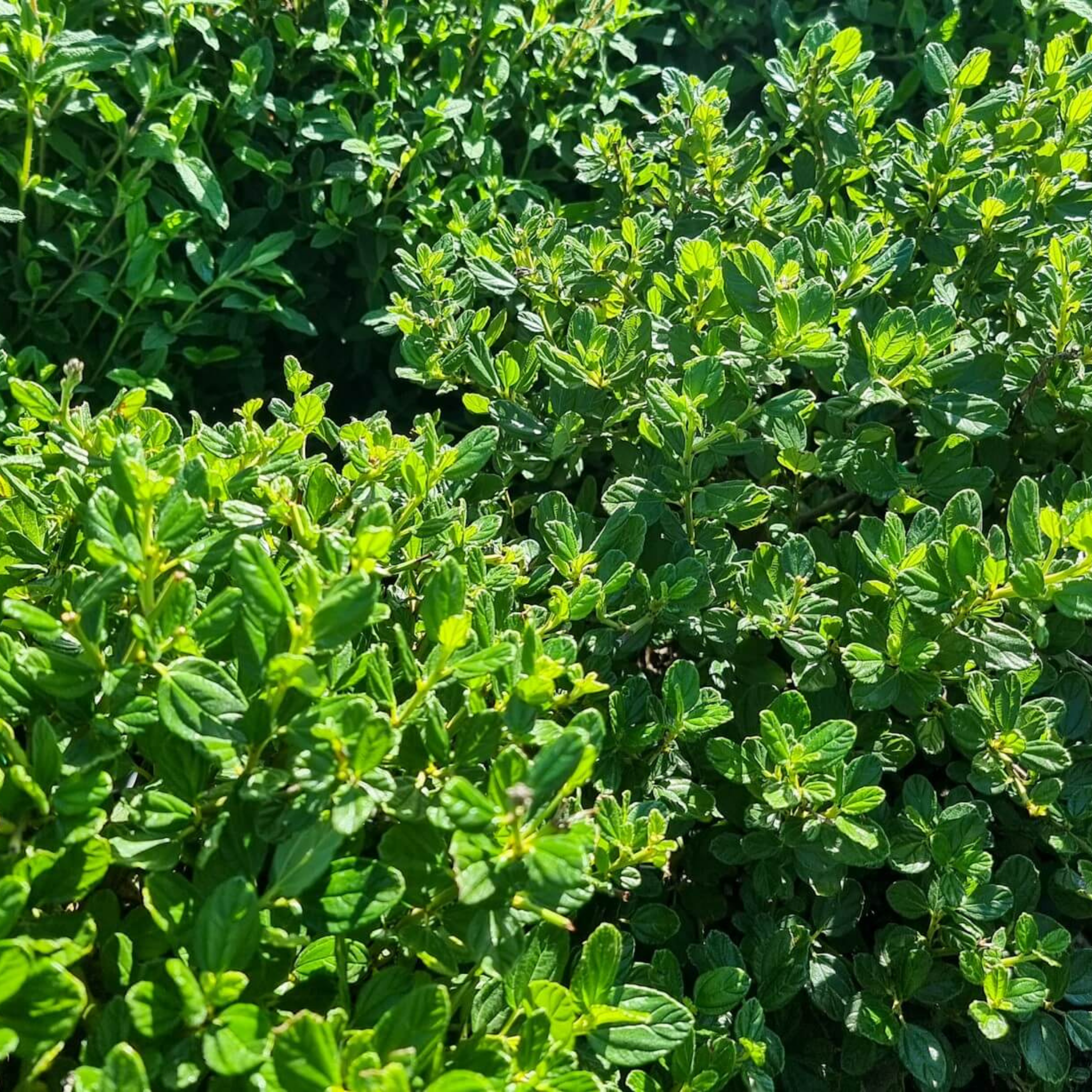 California Lilac - Ceanothus griseus horizontalis Yankee Point