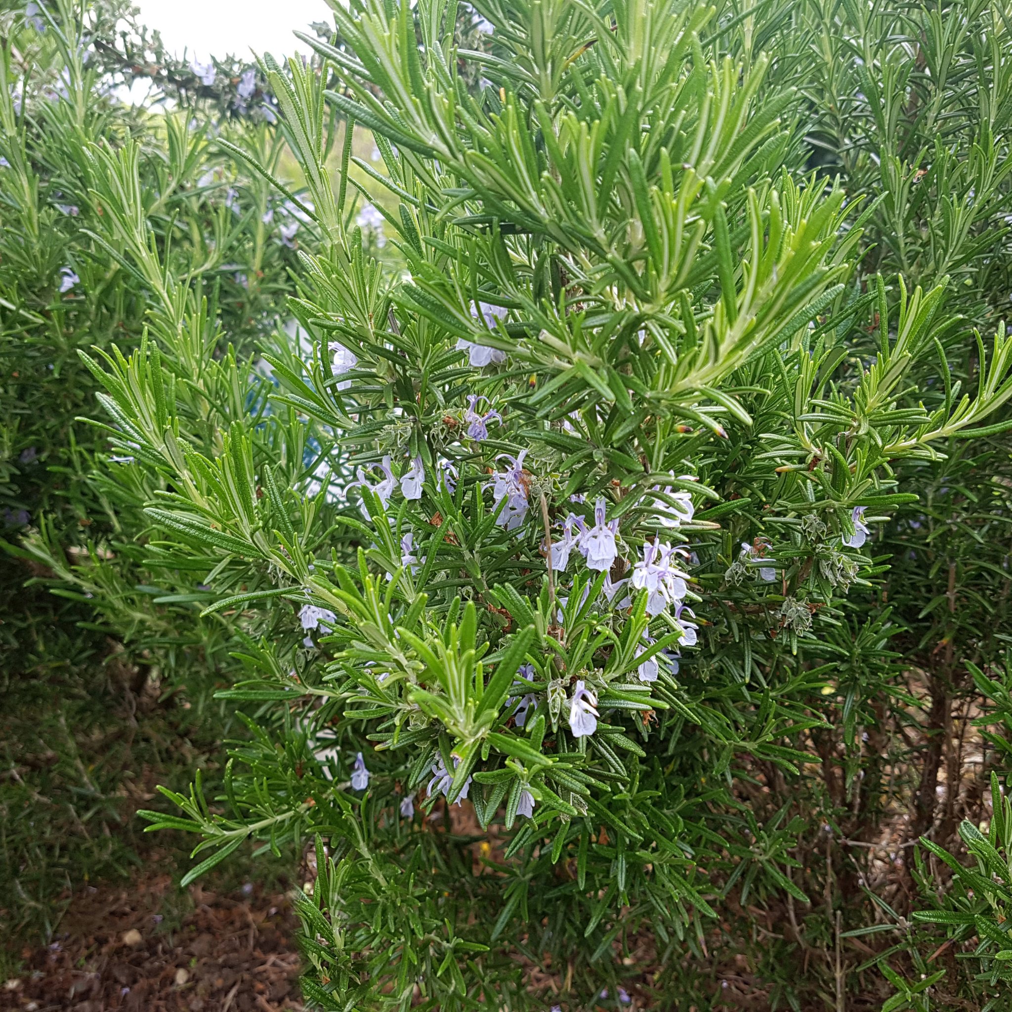 Blue Lagoon Rosemary - Rosmarinus officinalis Blue Lagoon