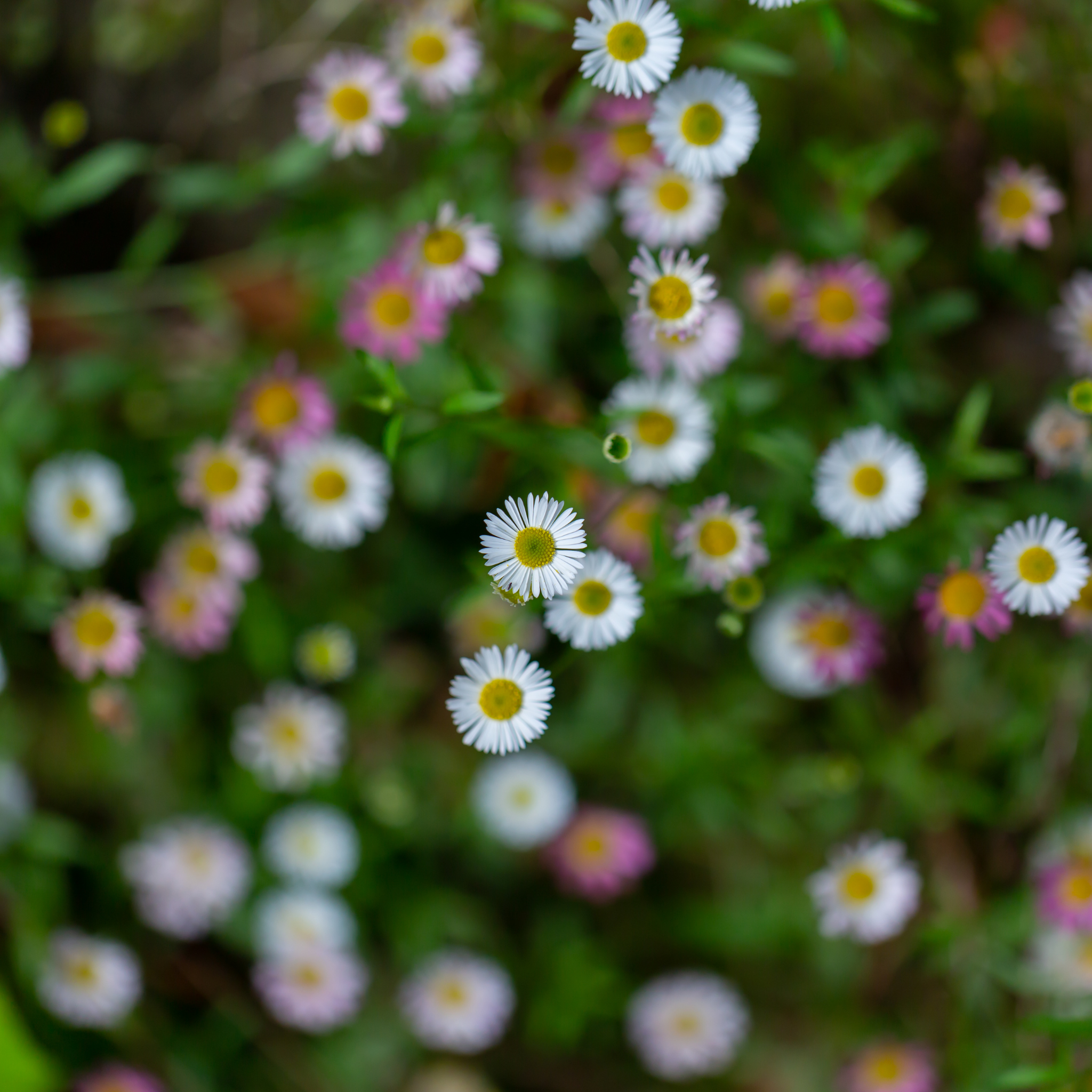 Seaside Daisy - Erigeron karvinskianus