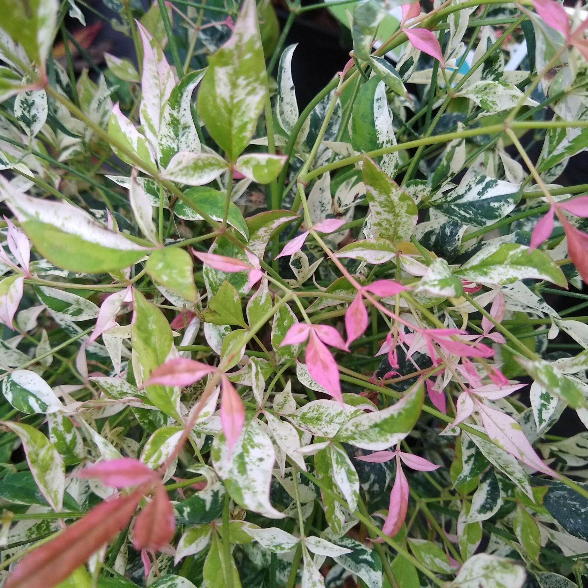 Nandina Twilight - Nandina domestica Twilight