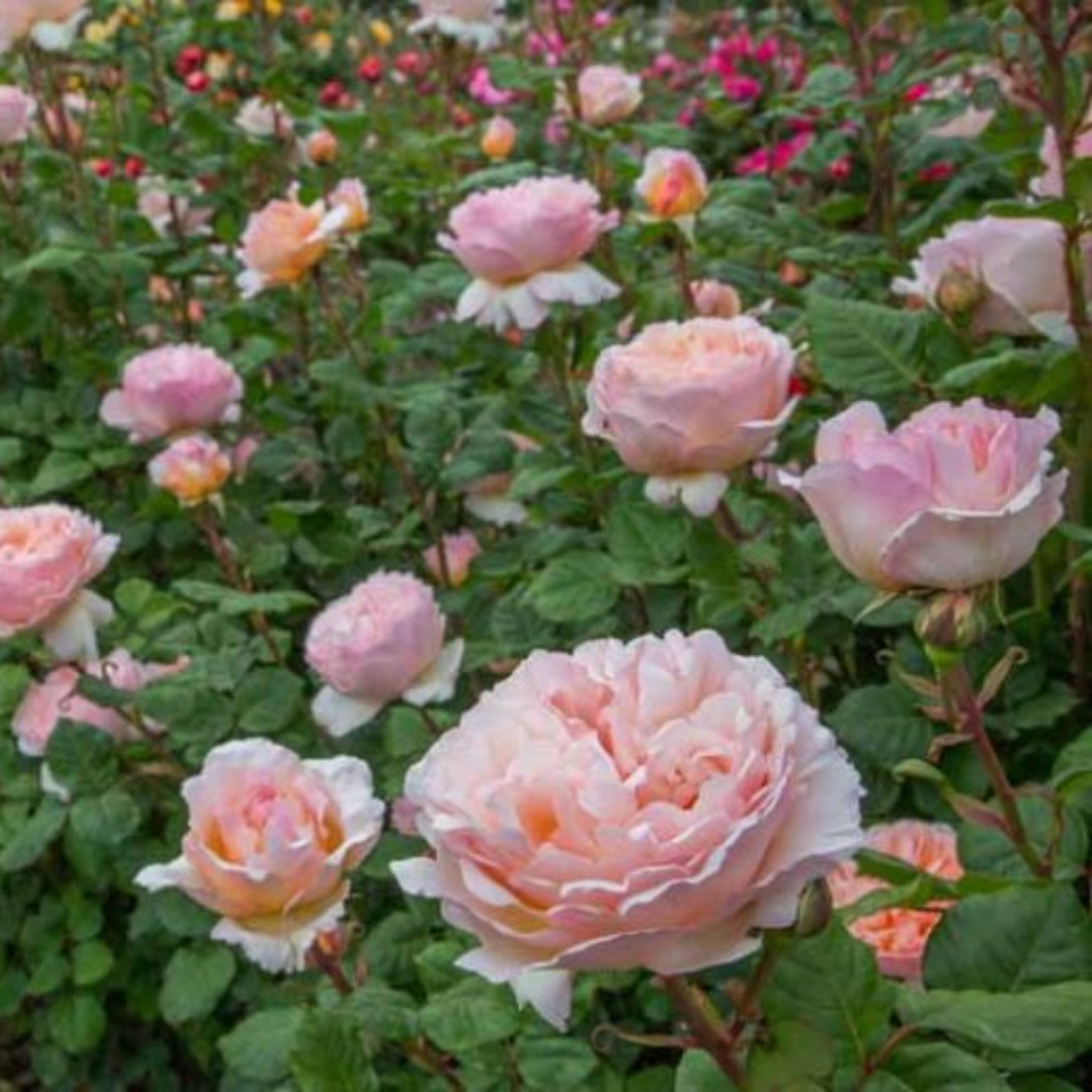 Hybrid Tea Rose - Rosa Princesse Charlene de Monaco