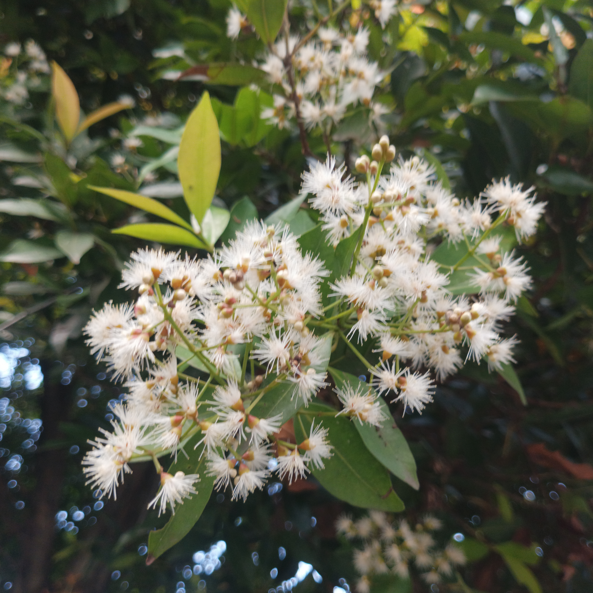 White flowers with green leaves on a blurred natural background