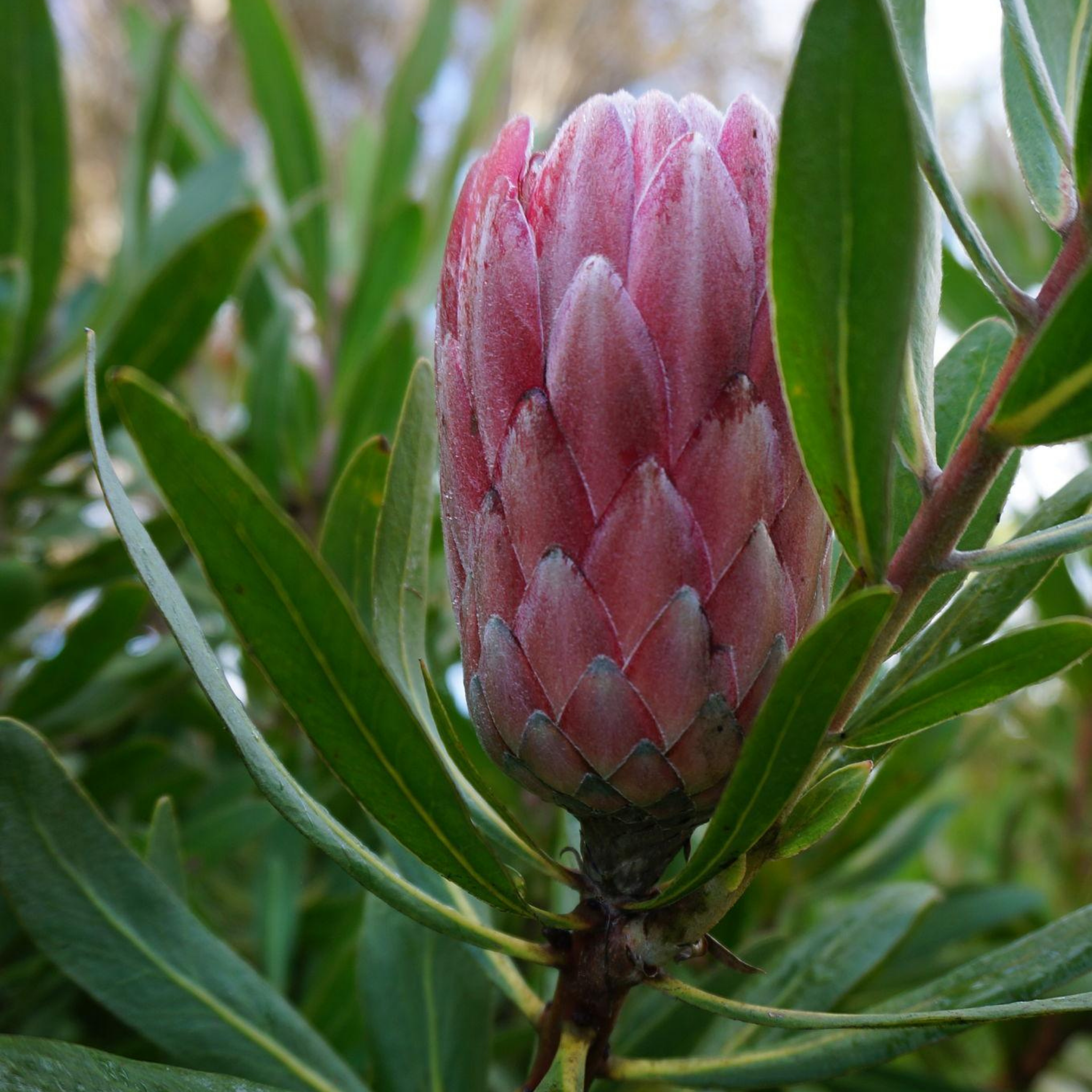 Close-up of a pink protea flower bud surrounded by green leaves.