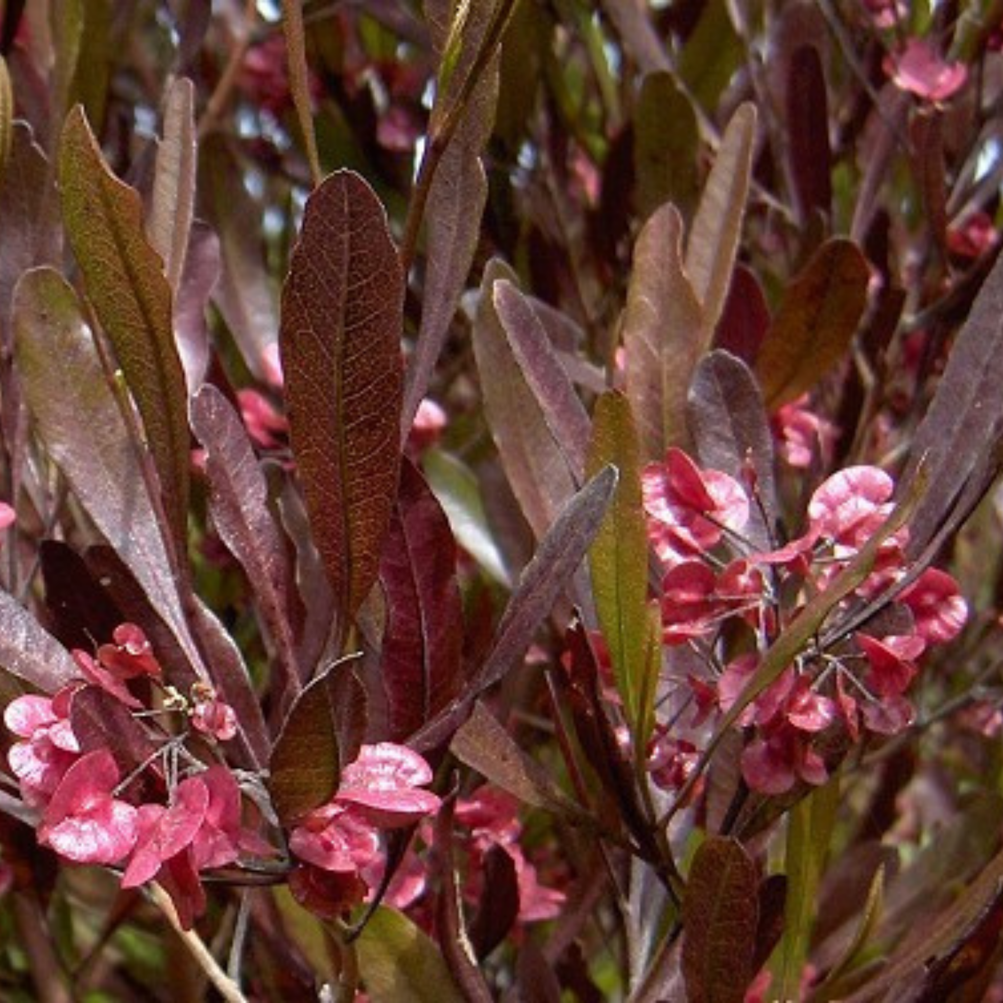 Purple Hop Bush - Dodonaea viscosa Purpurea