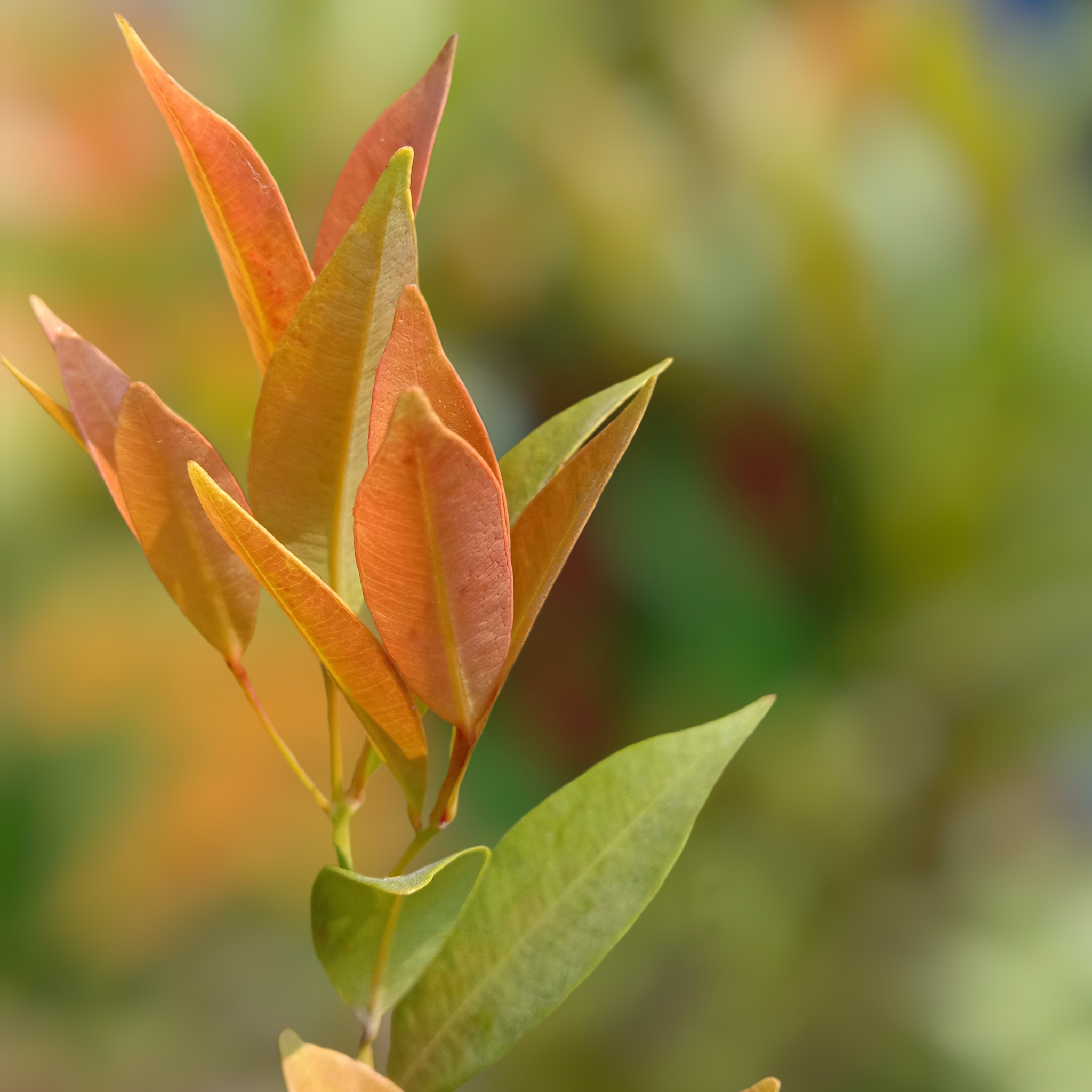 Lilly Pilly Up and Away - Syzygium australe Up And Away