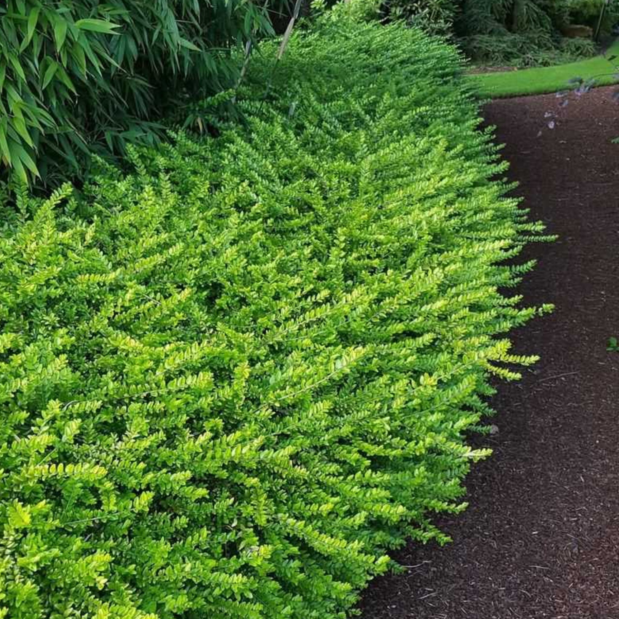 Boxleaf Honeysuckle - Lonicera nitida