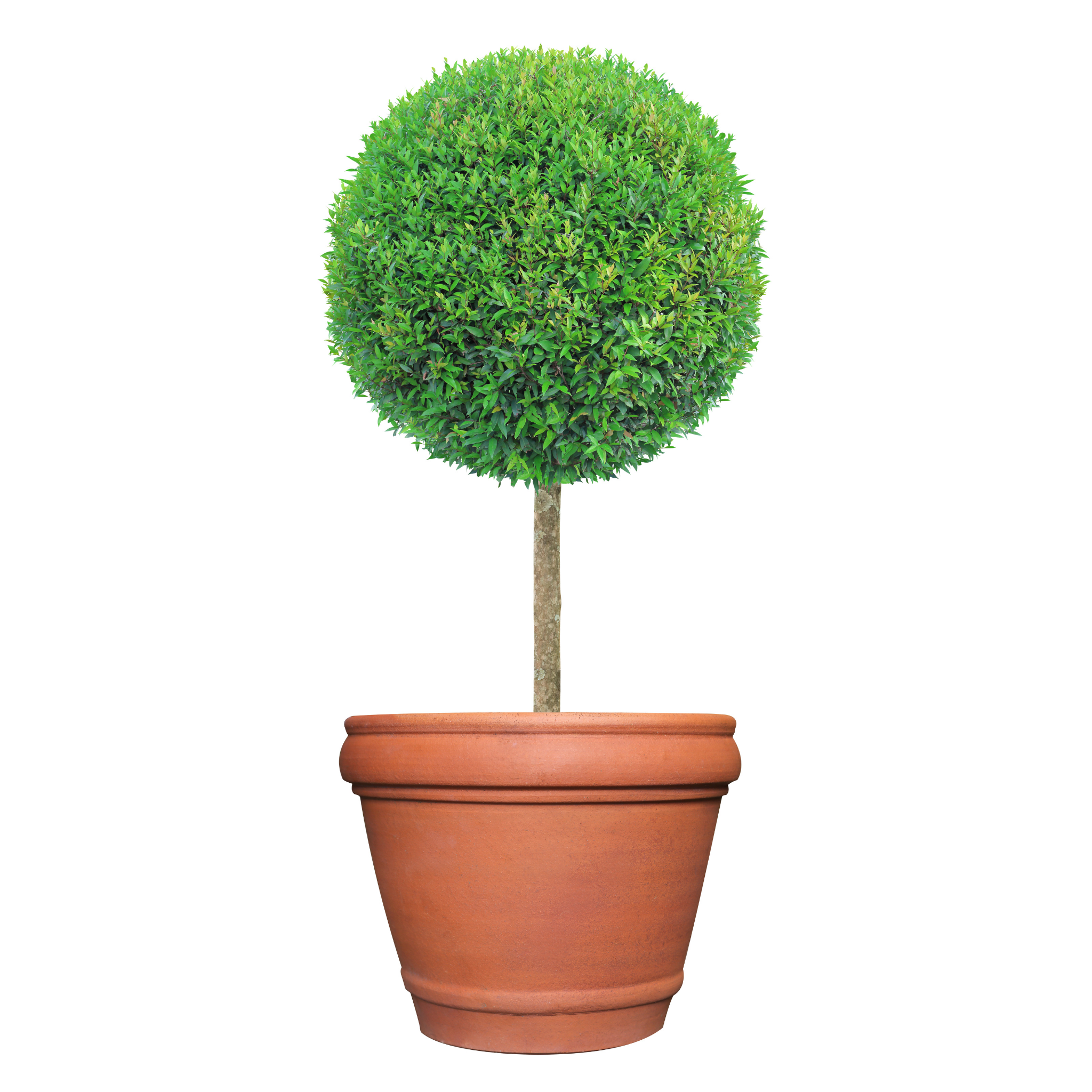Potted spherical topiary plant on a white background