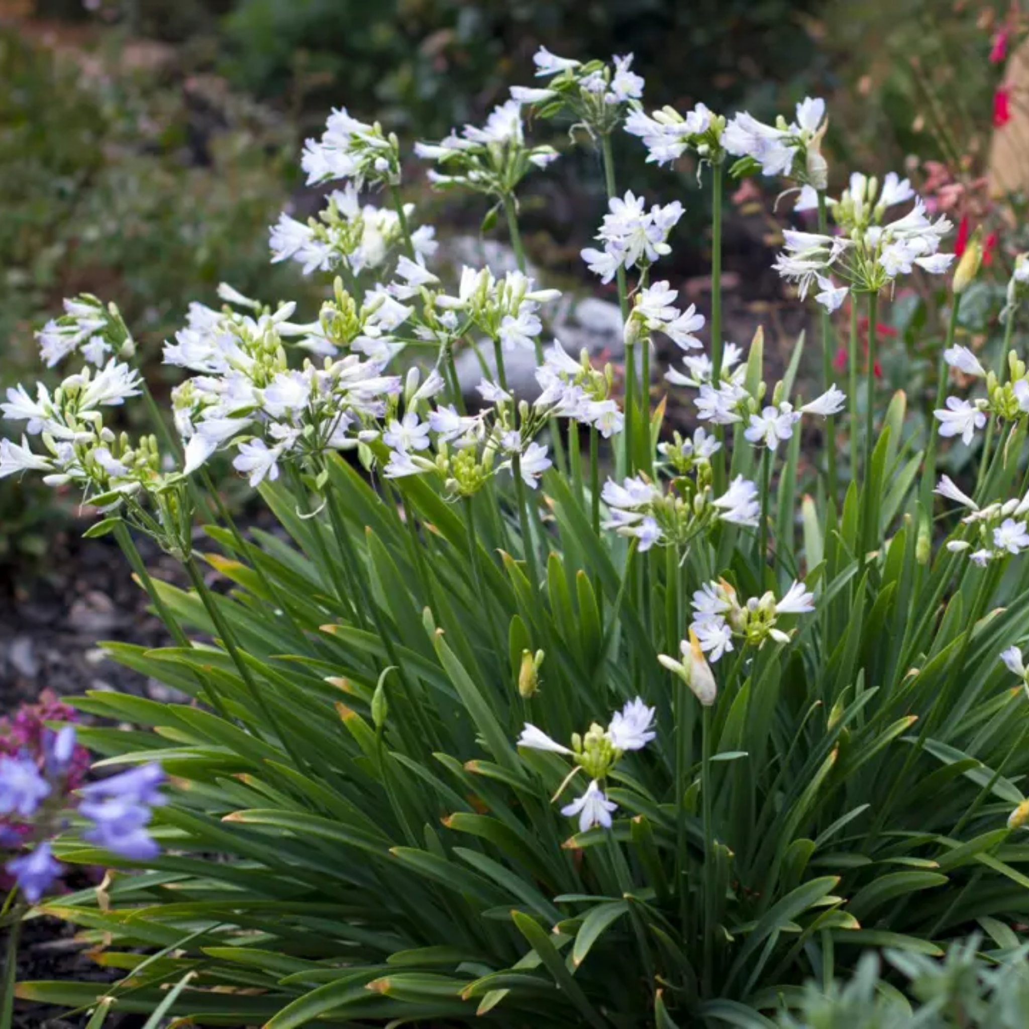 Agapanthus africanus 'Silver Baby' - Dwarf African Lily