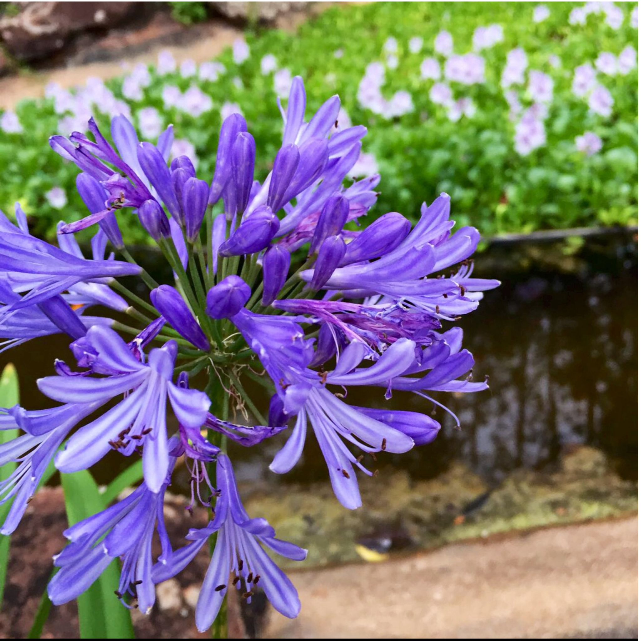 Agapanthus hybrida ‘Poppin Purple’ - Long flowering Lily of the Nile, African Lily