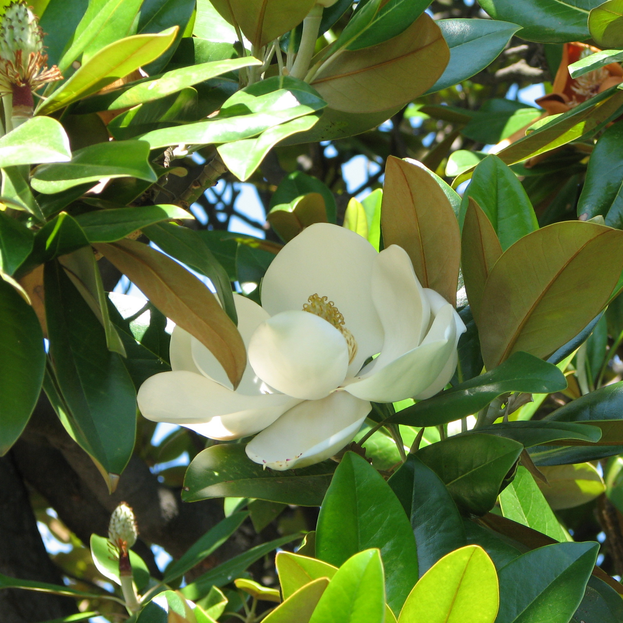 Bull Bay Magnolia Alta - Magnolia grandiflora Alta