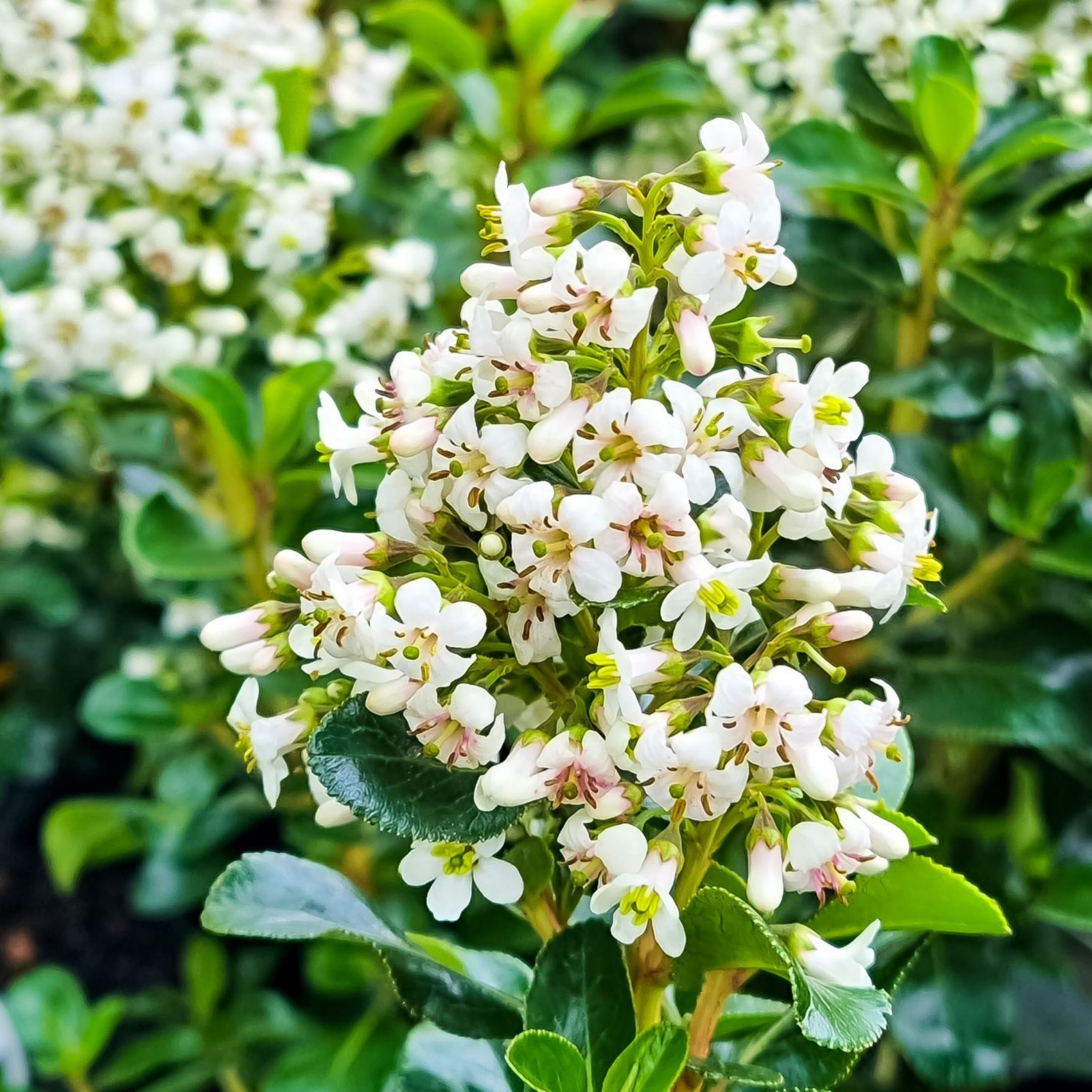 White Escallonia - Escallonia bifida exoniensis Iveyi