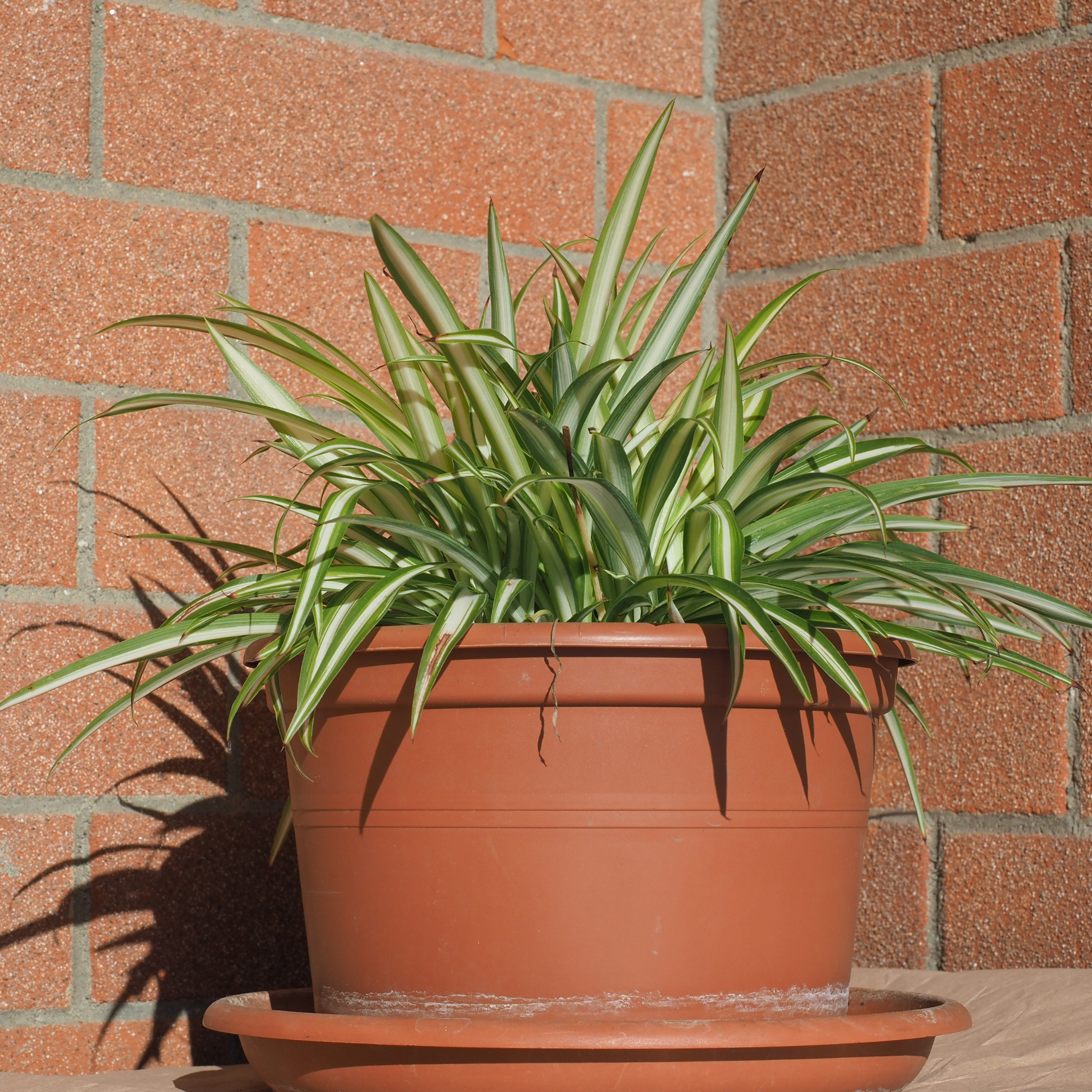 Potted plant in front of a brick wall