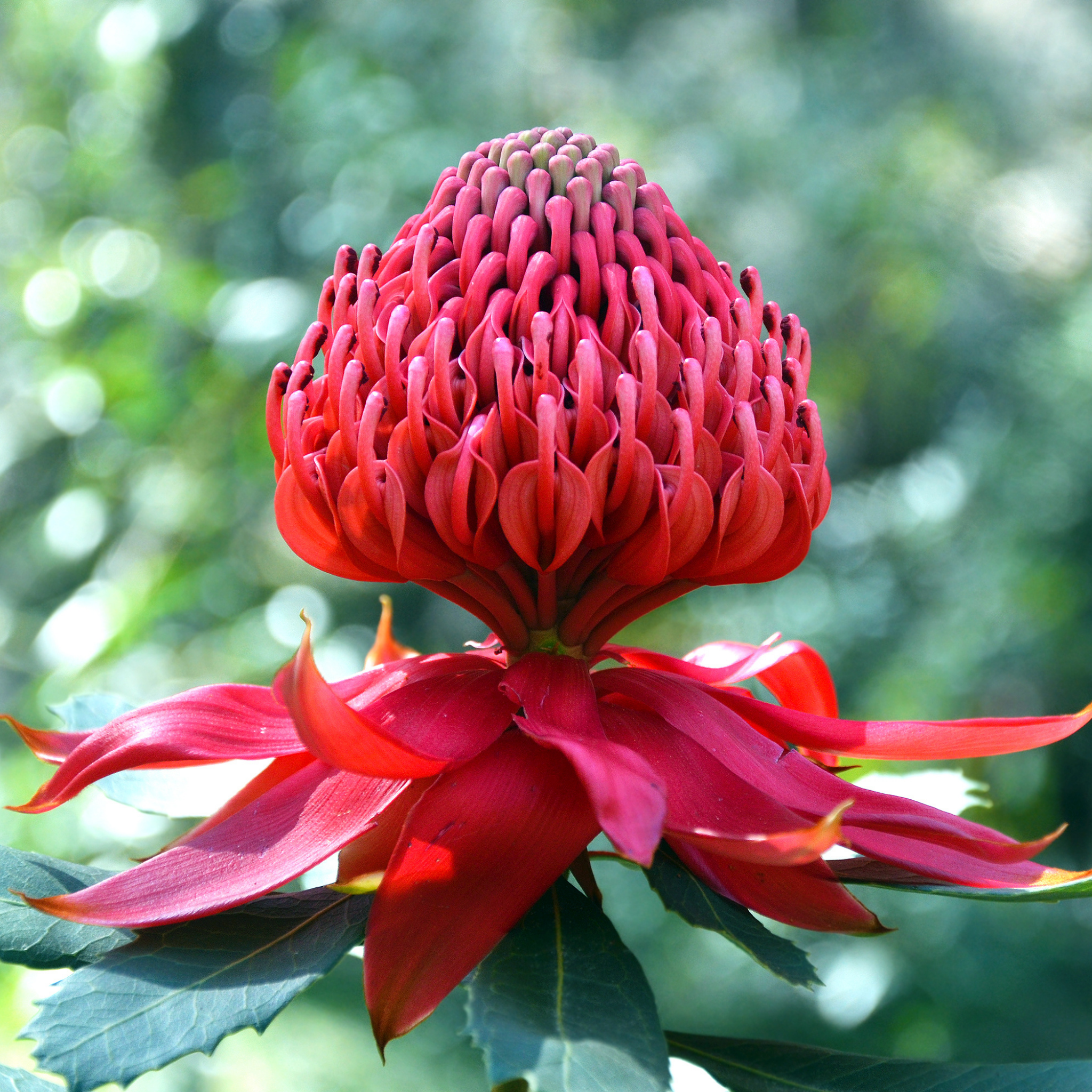 Waratah 'Shady Lady Crimson' - Telopea speciosissima oreades Shady Lady Crimson