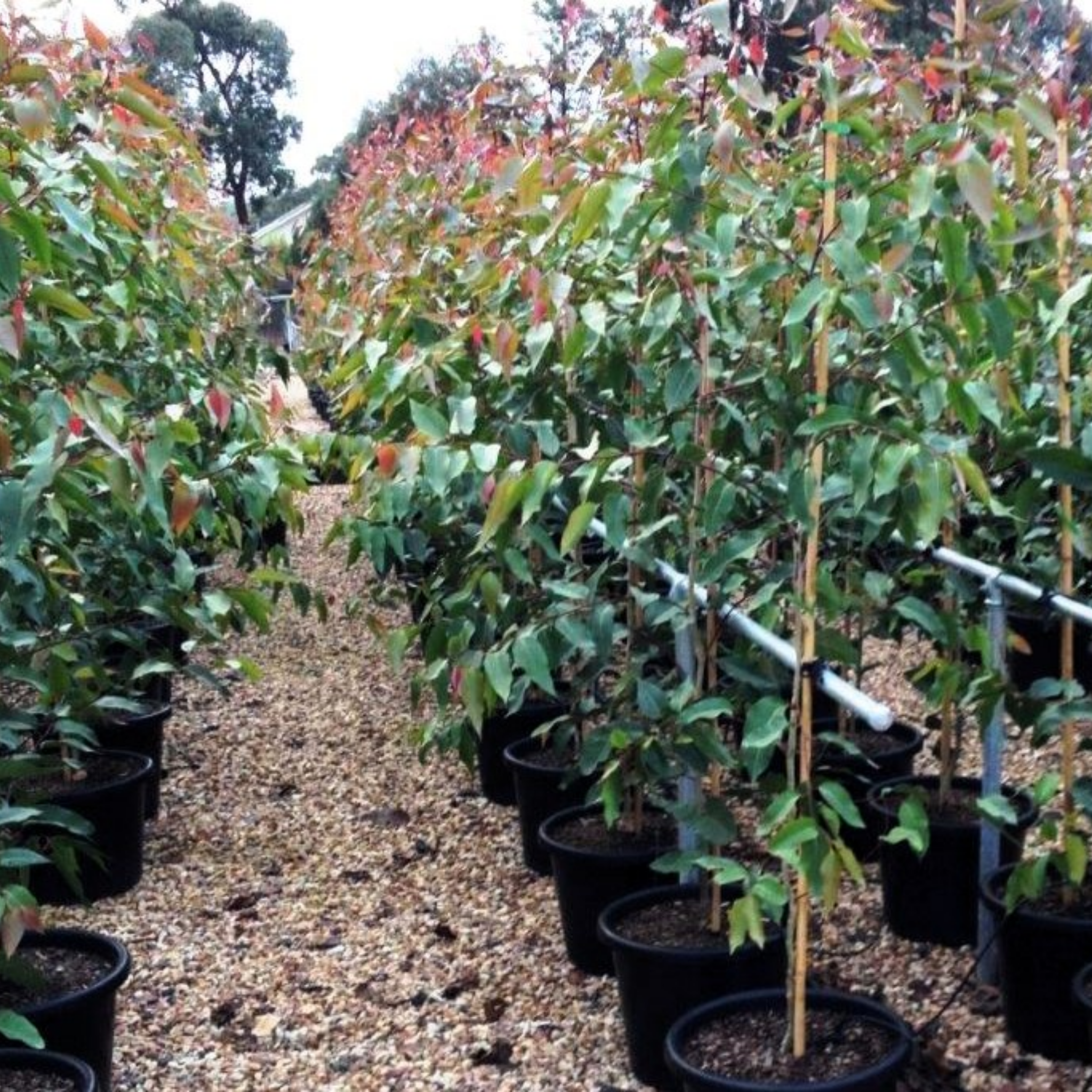 Spotted Gum Tree - Corymbia maculata