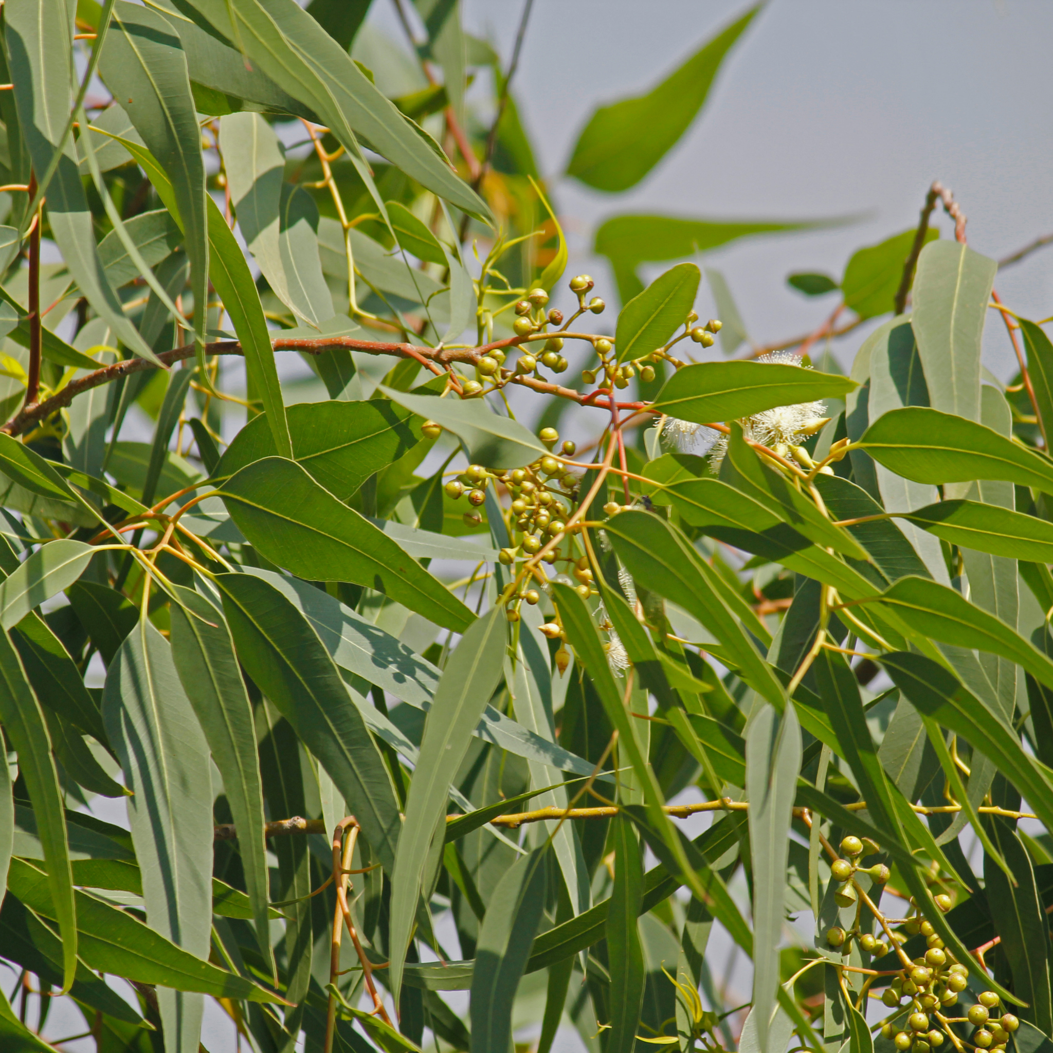 Lemon Scented Gum - Corymbia citriodora