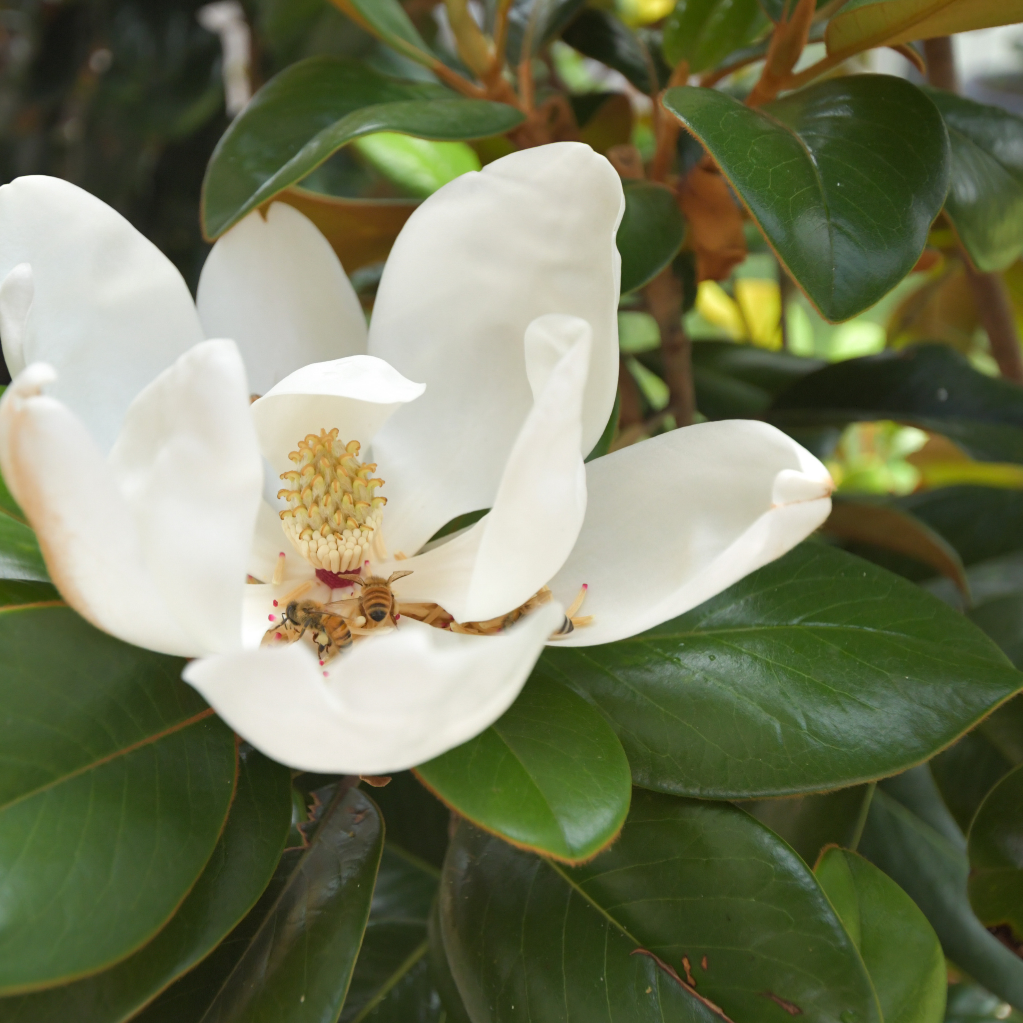 Magnolia Teddy Bear - Magnolia grandiflora Teddy Bear