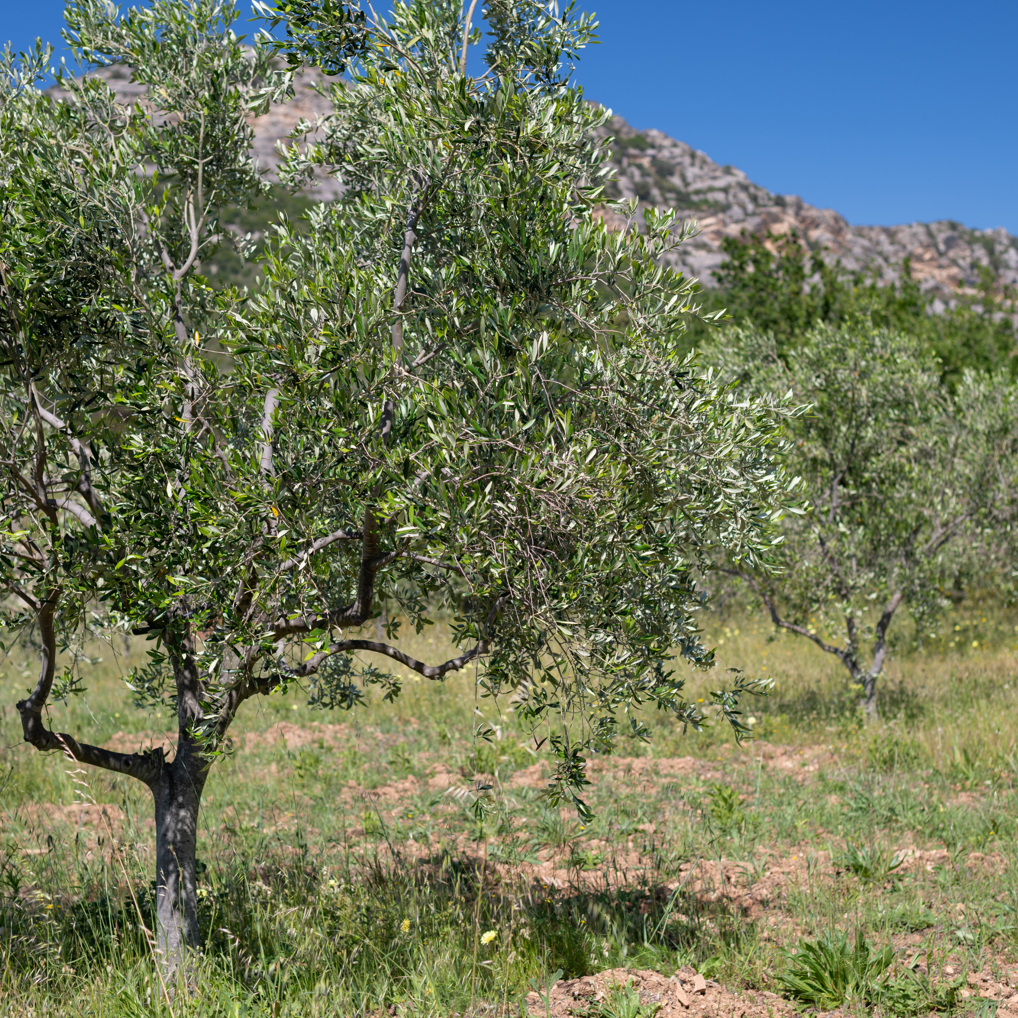Swan Hill Olive Tree - Olea europaea Swan Hill (non-fruiting tree)