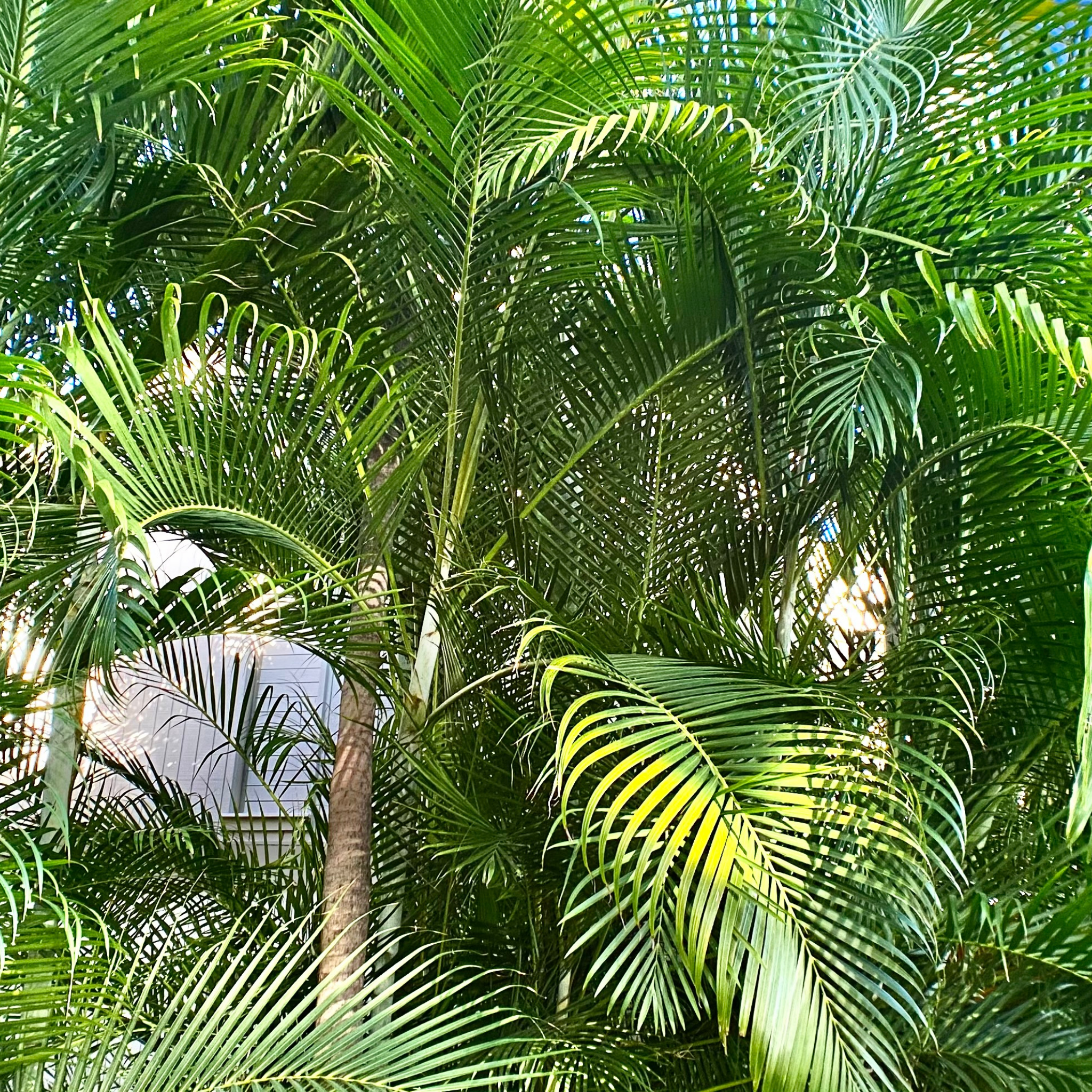 Areca Golden Cane Palm - Dypsis lutescens