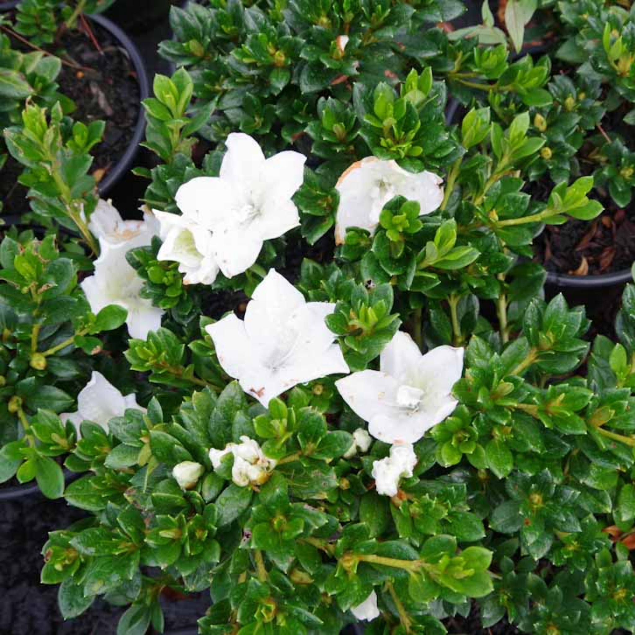 White flowers on a green bush with a blurred background