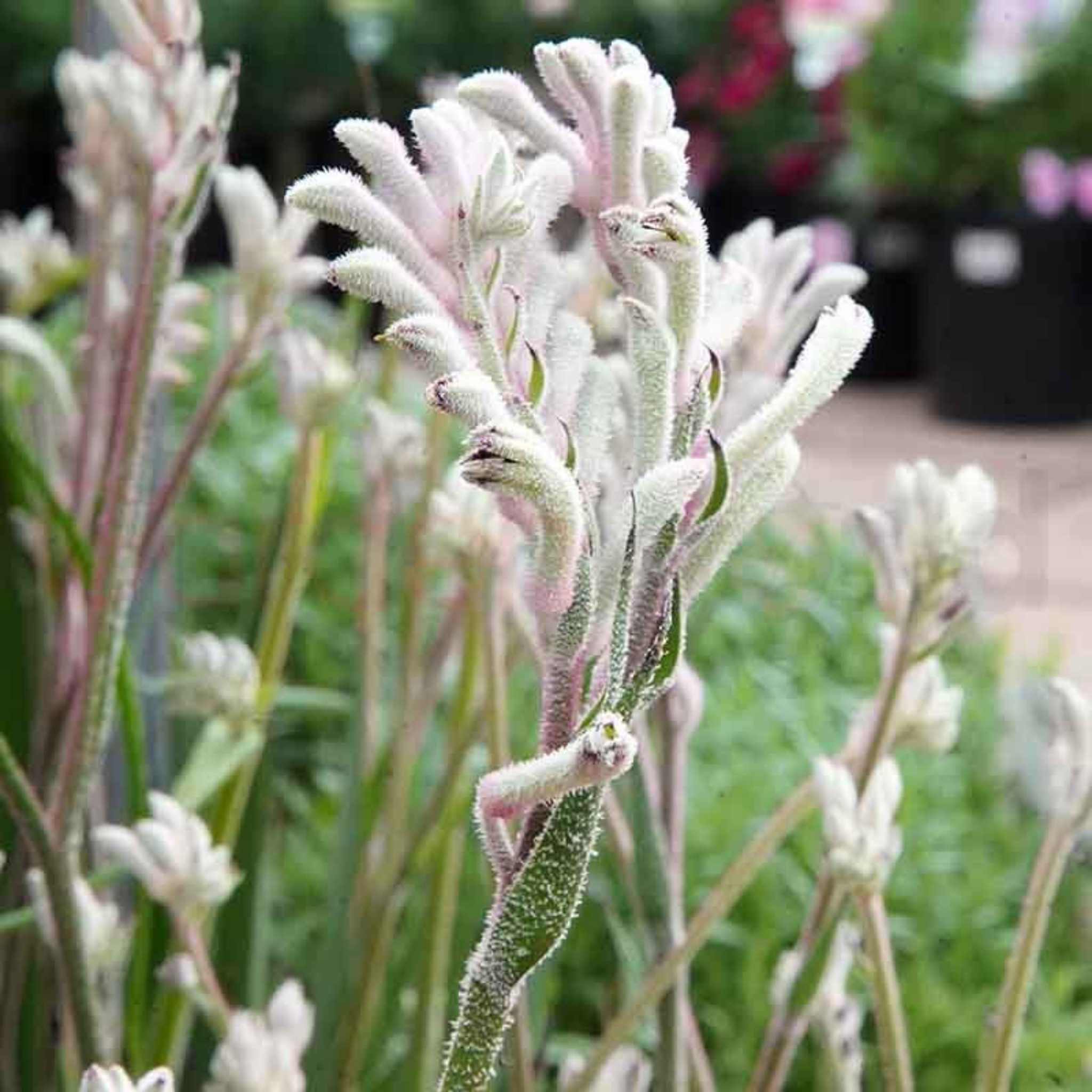 White Kangaroo Paw ‘Bush Diamond’ - Anigozanthos hybrida