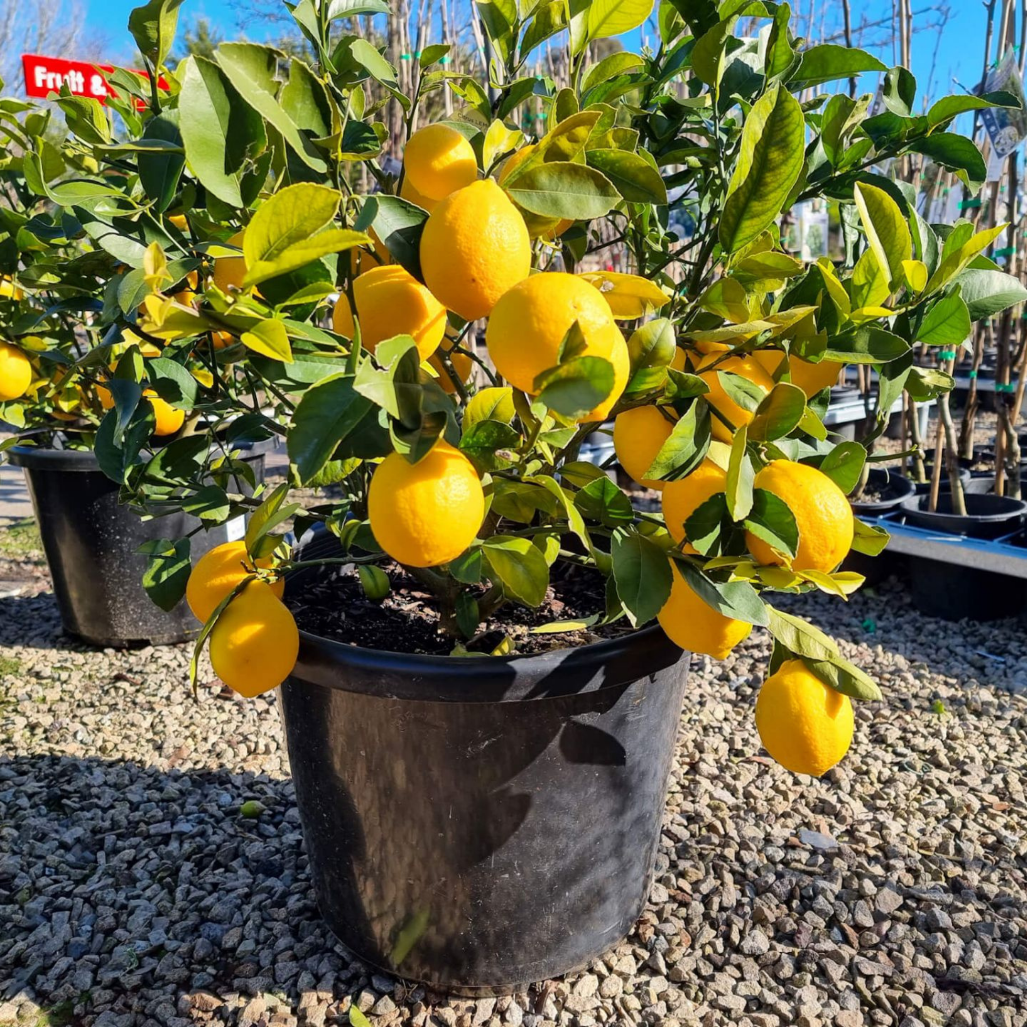 Dwarf Lemonicious Lemon - Citrus limon